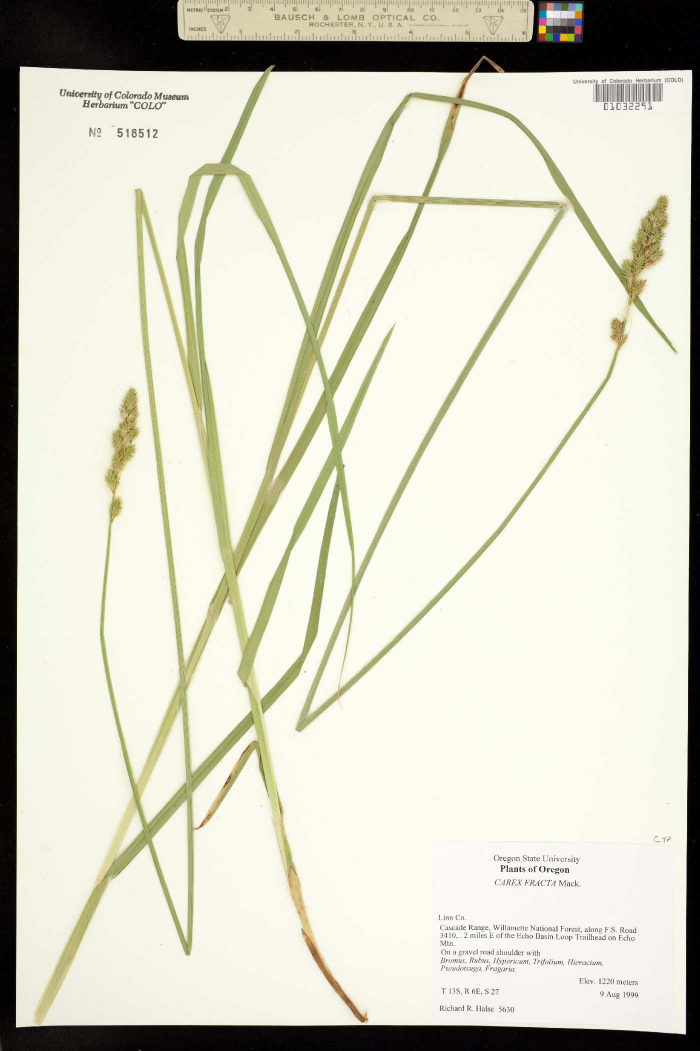 Carex fracta image