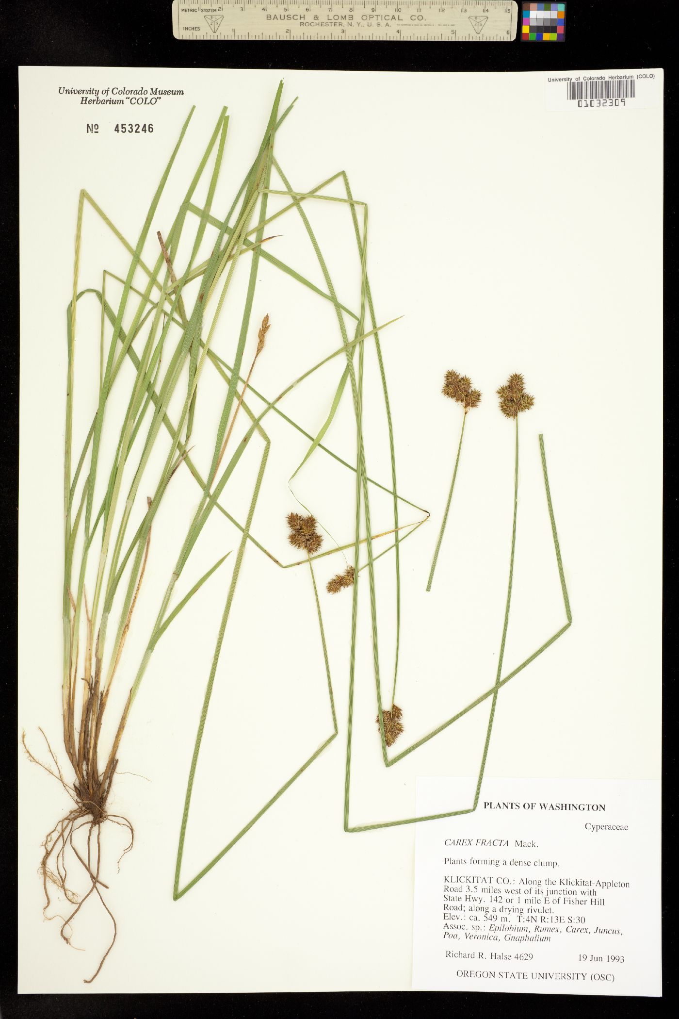 Carex fracta image