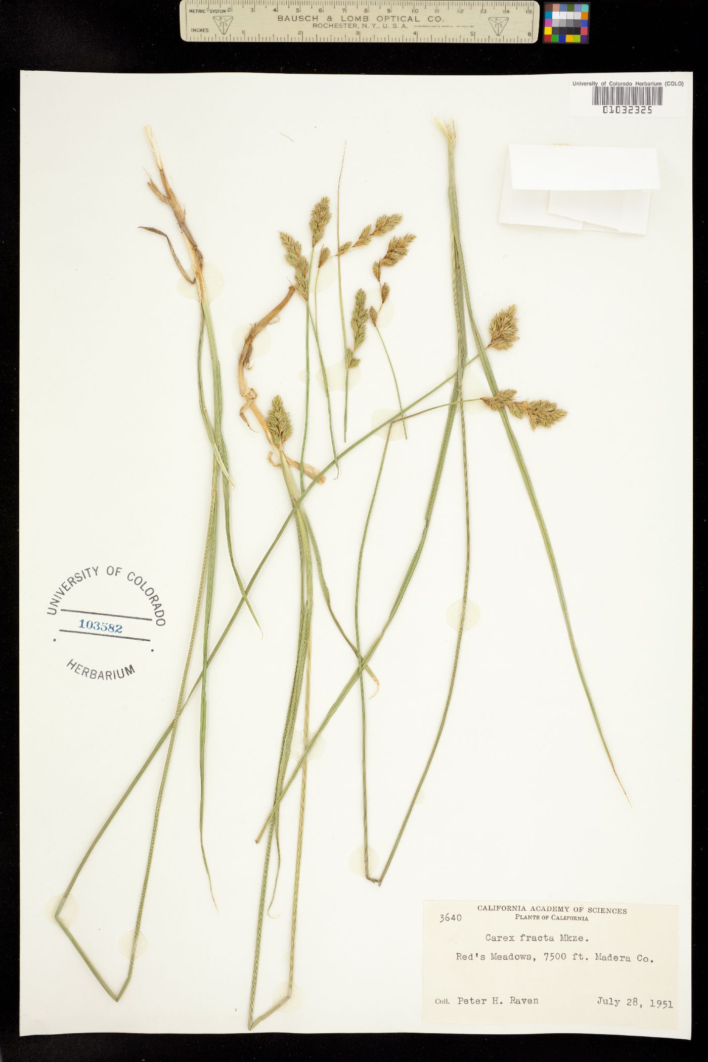 Carex fracta image