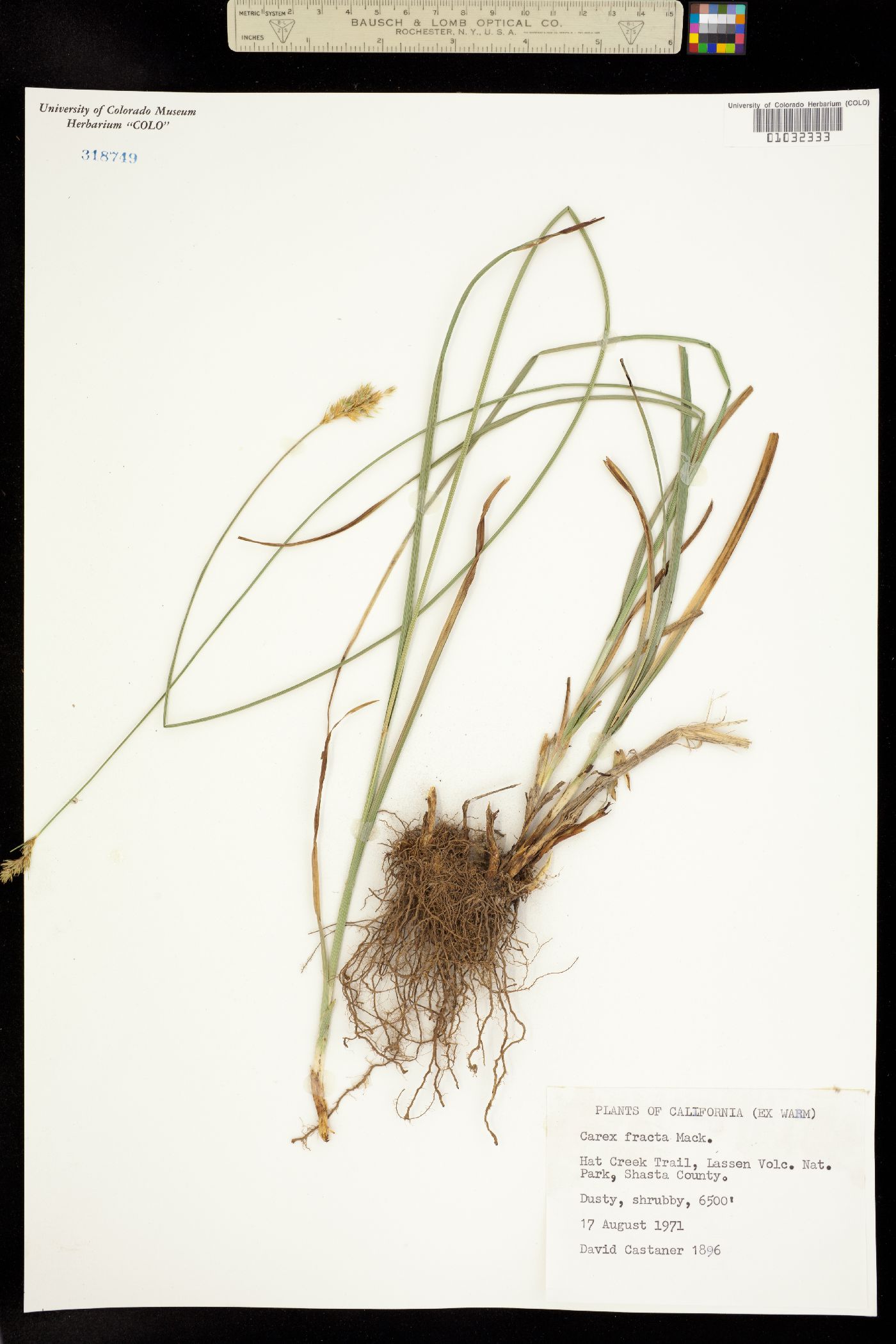 Carex fracta image