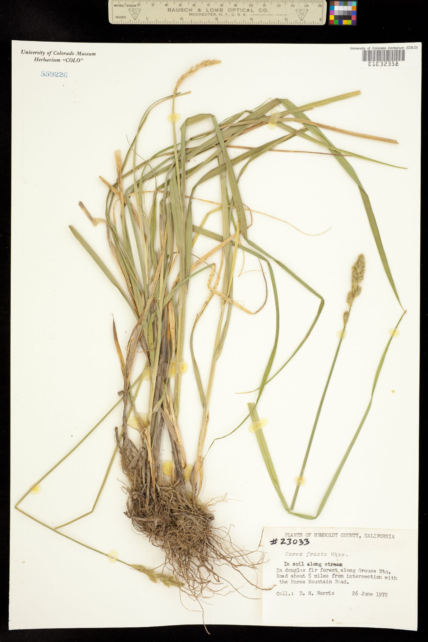 Carex fracta image
