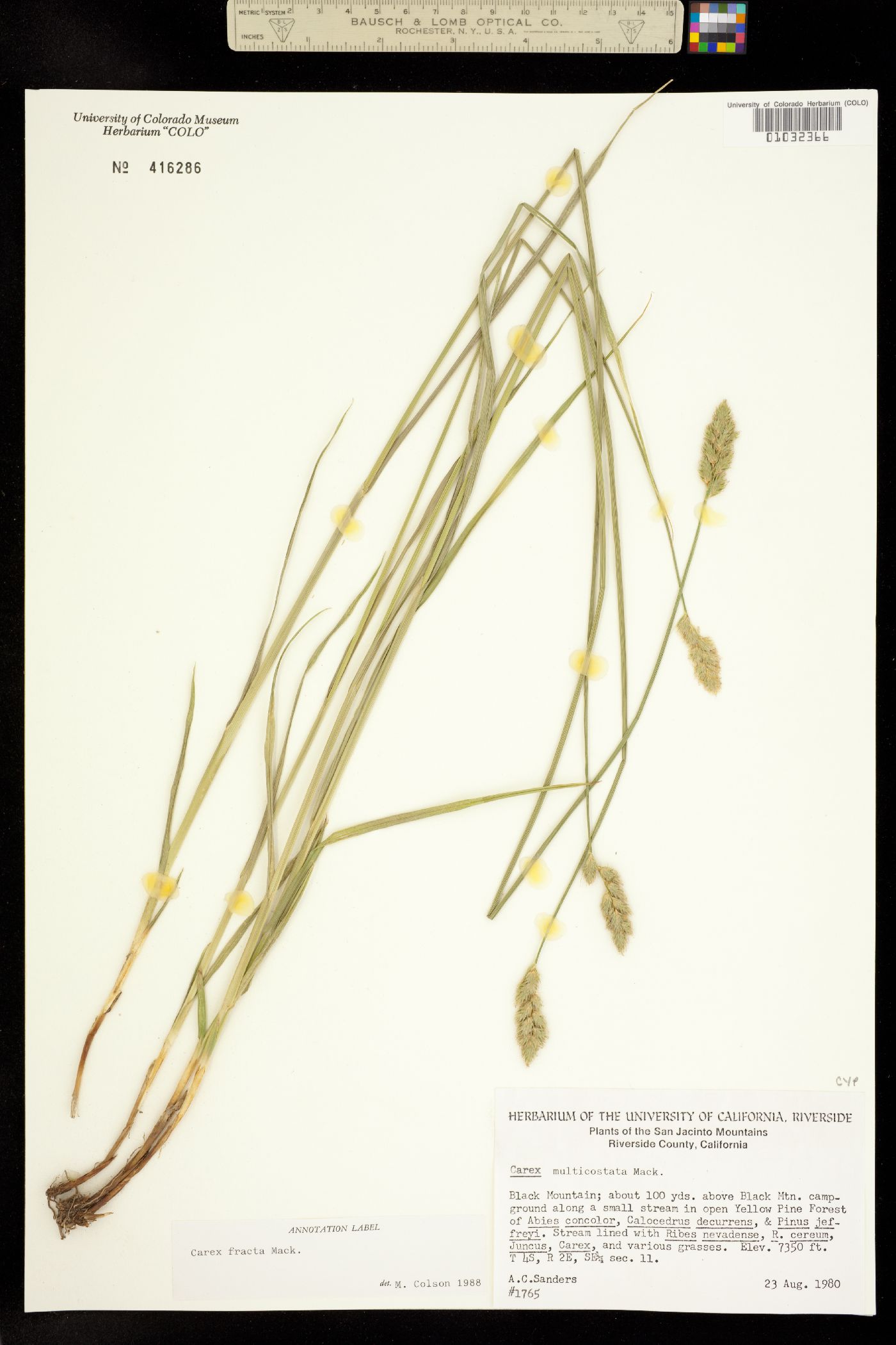 Carex fracta image