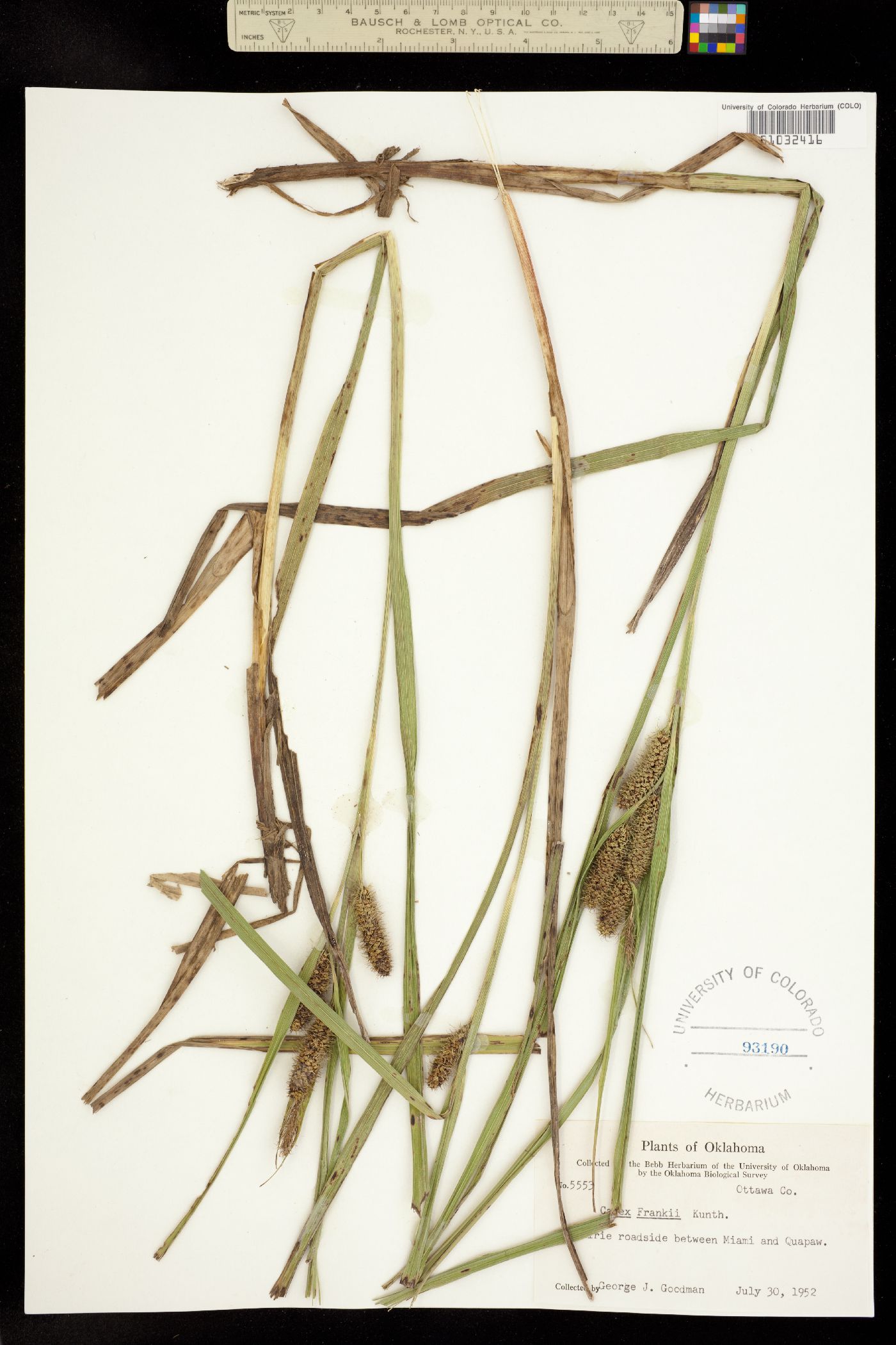 Carex frankii image