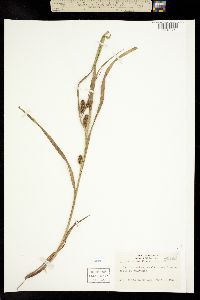 Carex frankii image