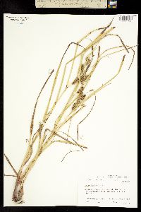 Image of Carex frankii