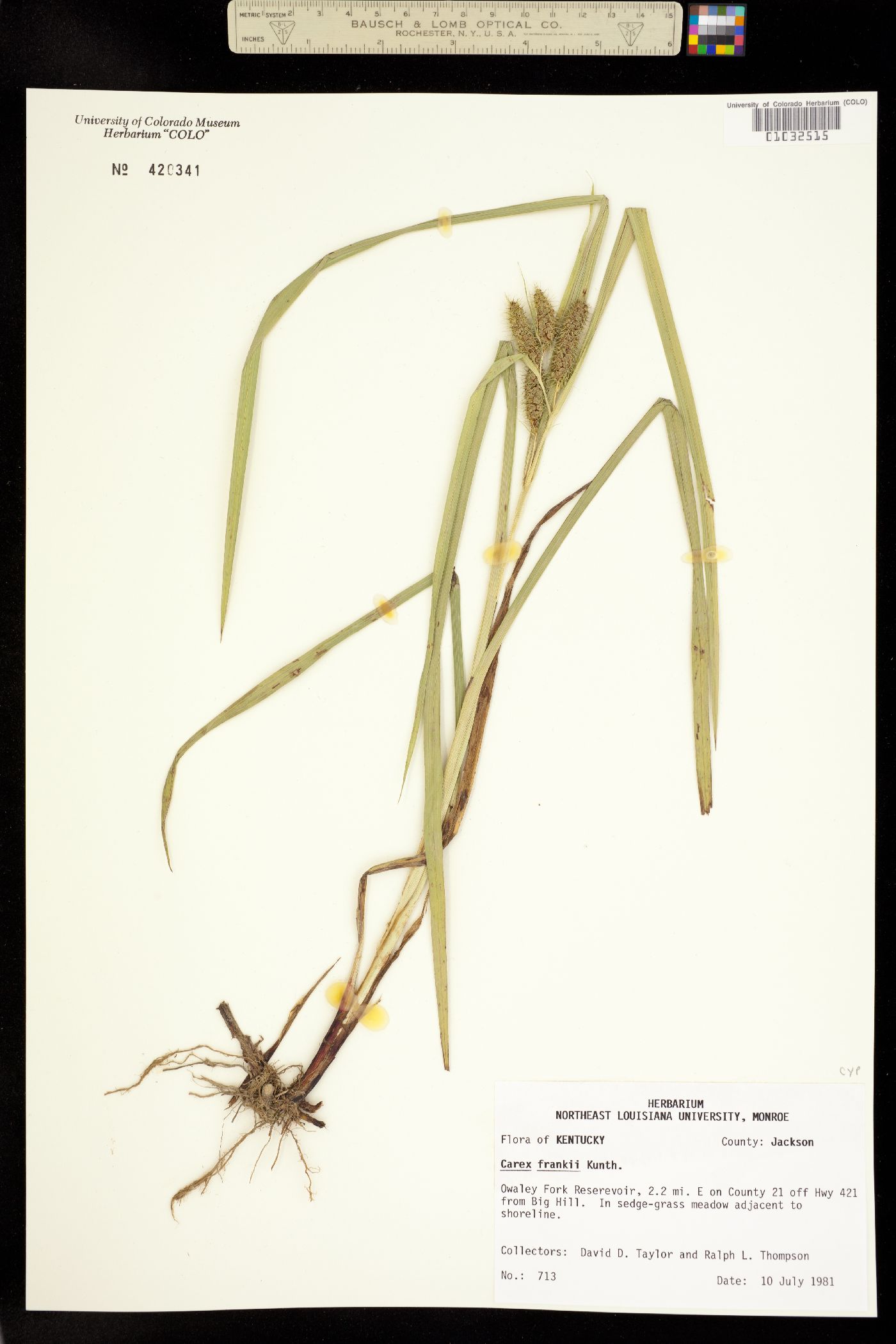 Carex frankii image