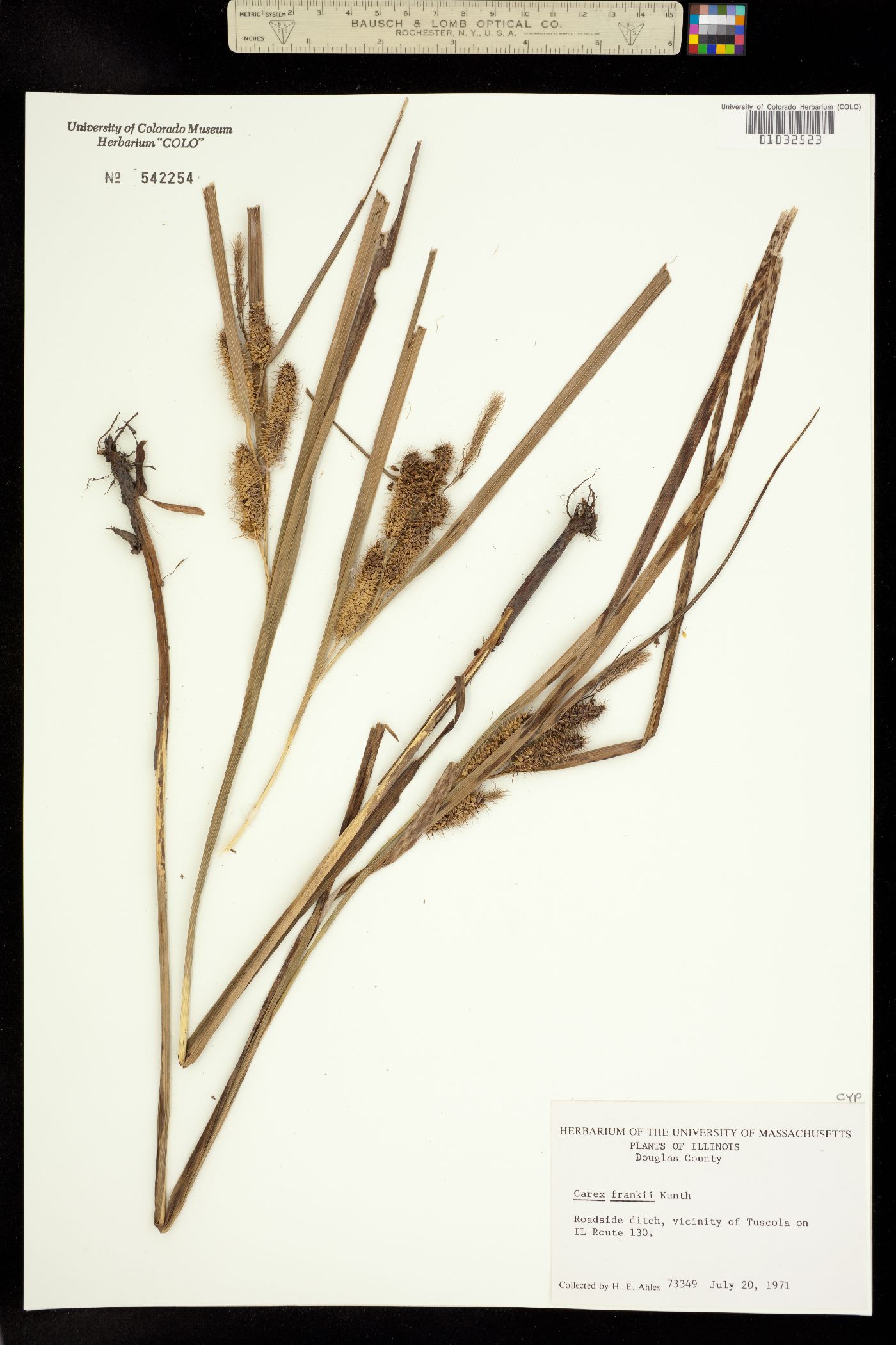 Carex frankii image