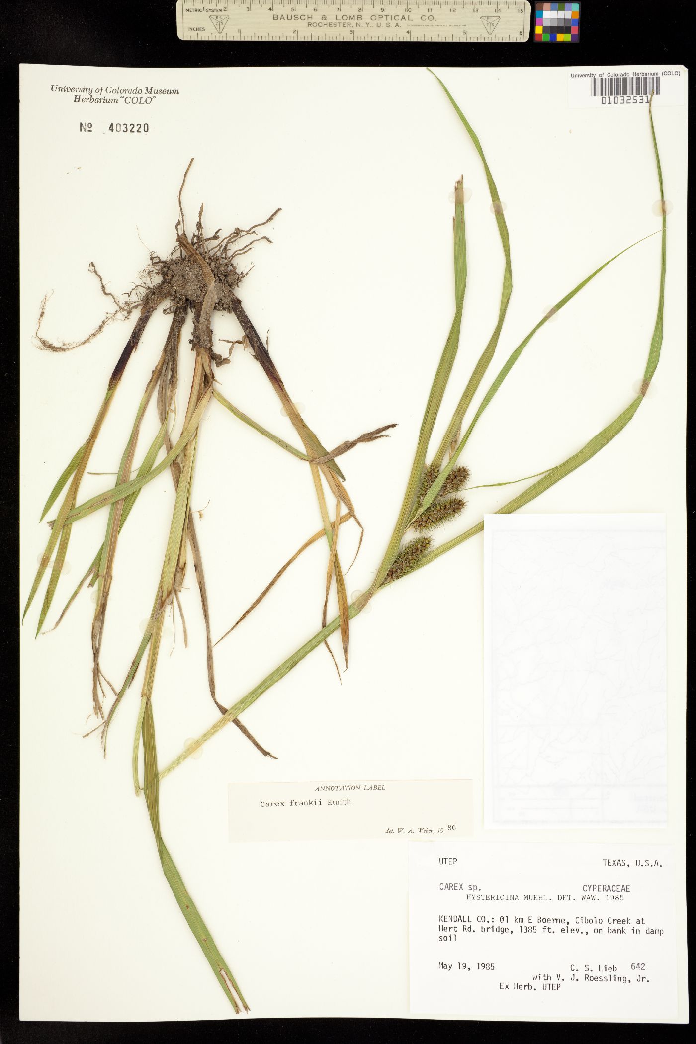 Carex frankii image