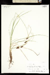 Carex franklinii image