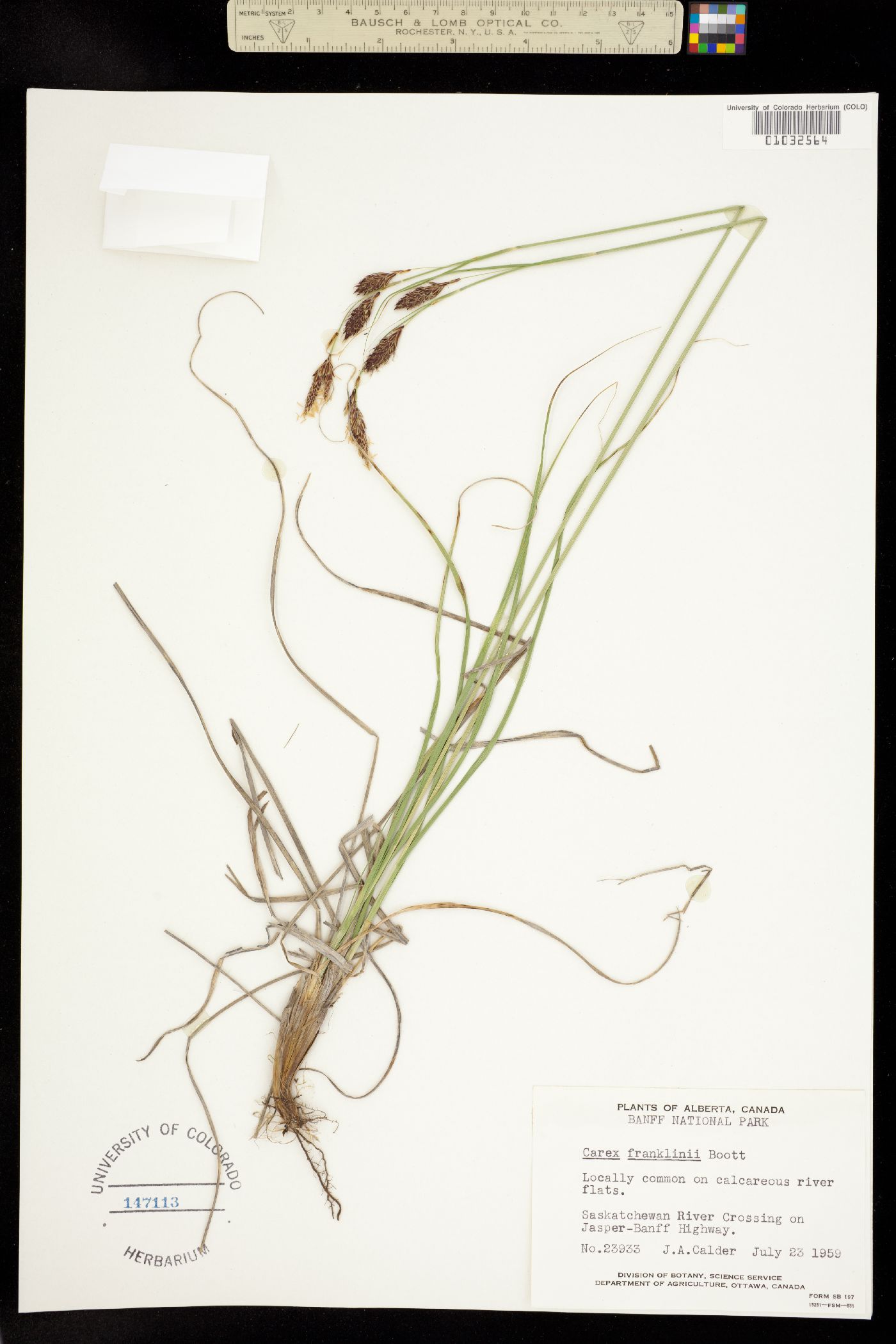 Carex petricosa var. petricosa image