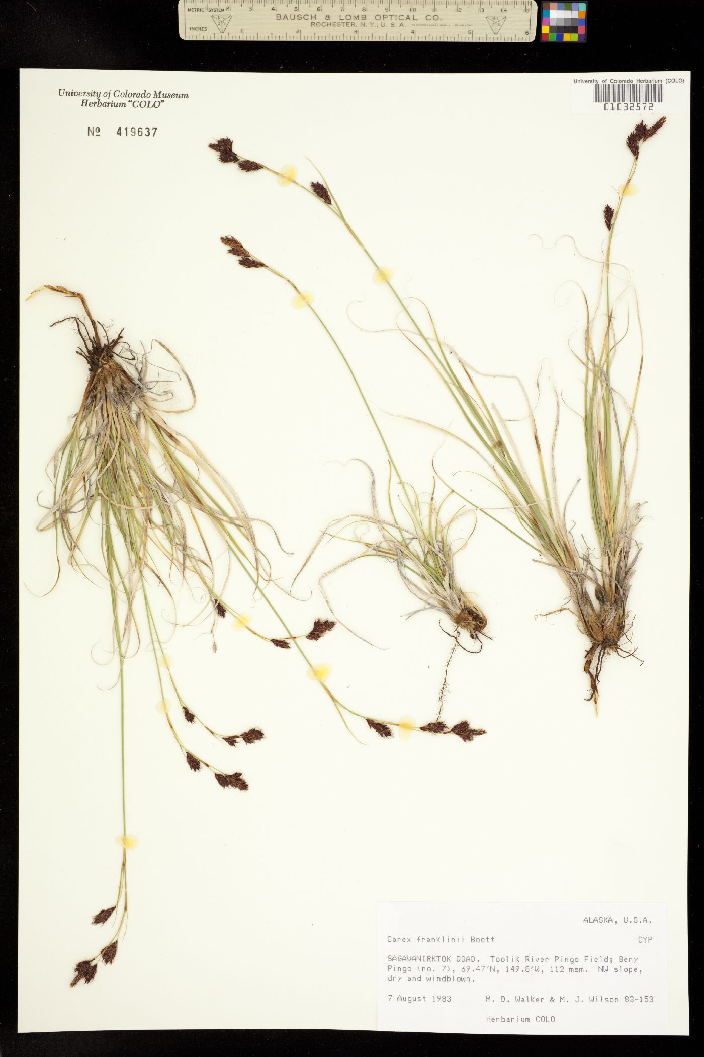 Carex petricosa var. petricosa image