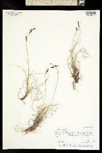 Image of Carex franklinii