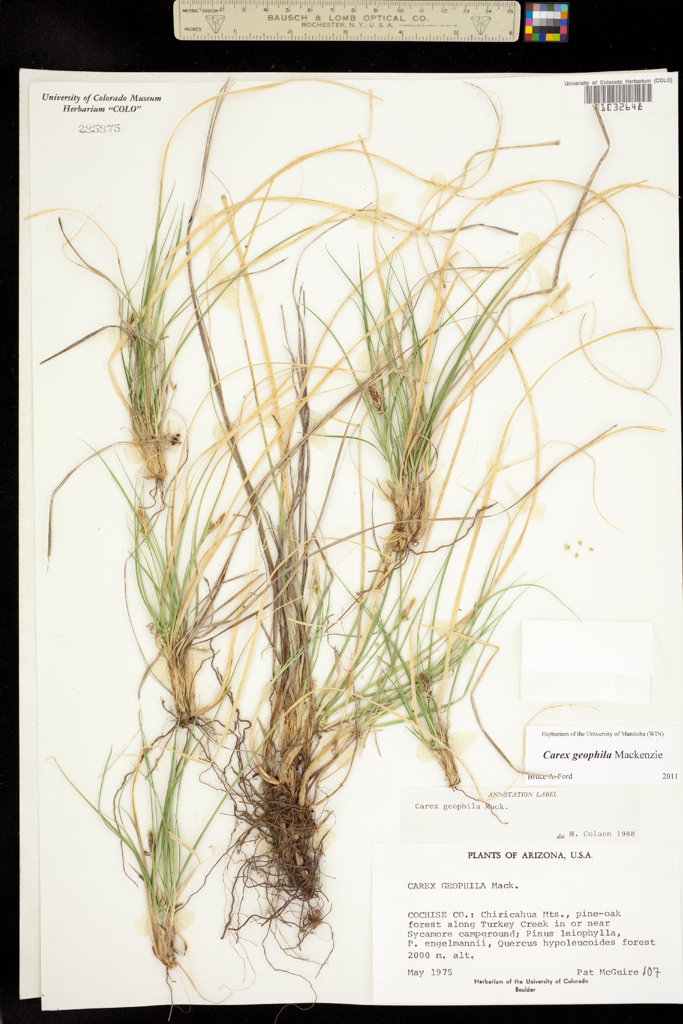 Carex geophila image