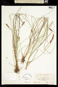 Carex gigas image