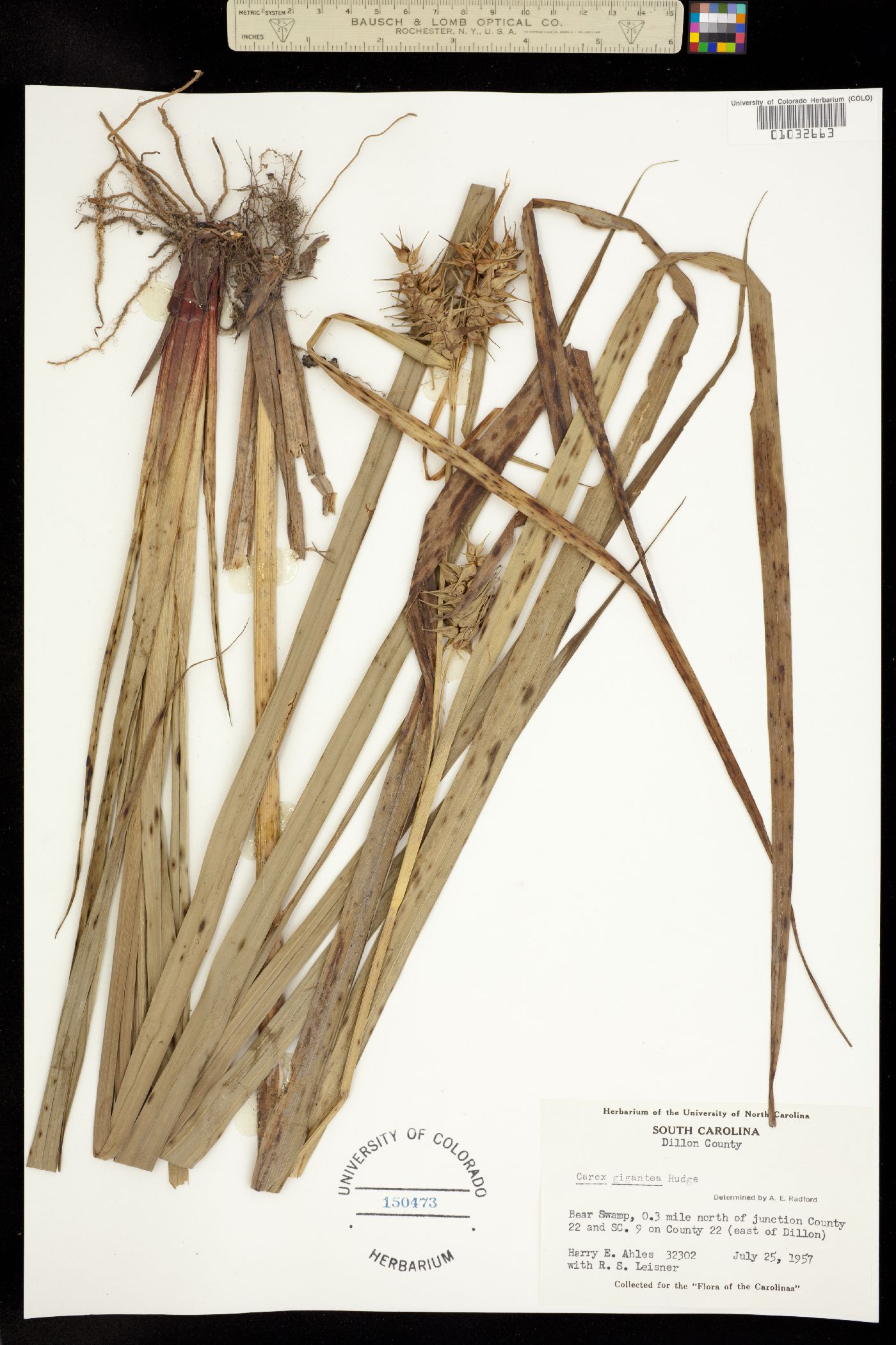 Carex gigantea image