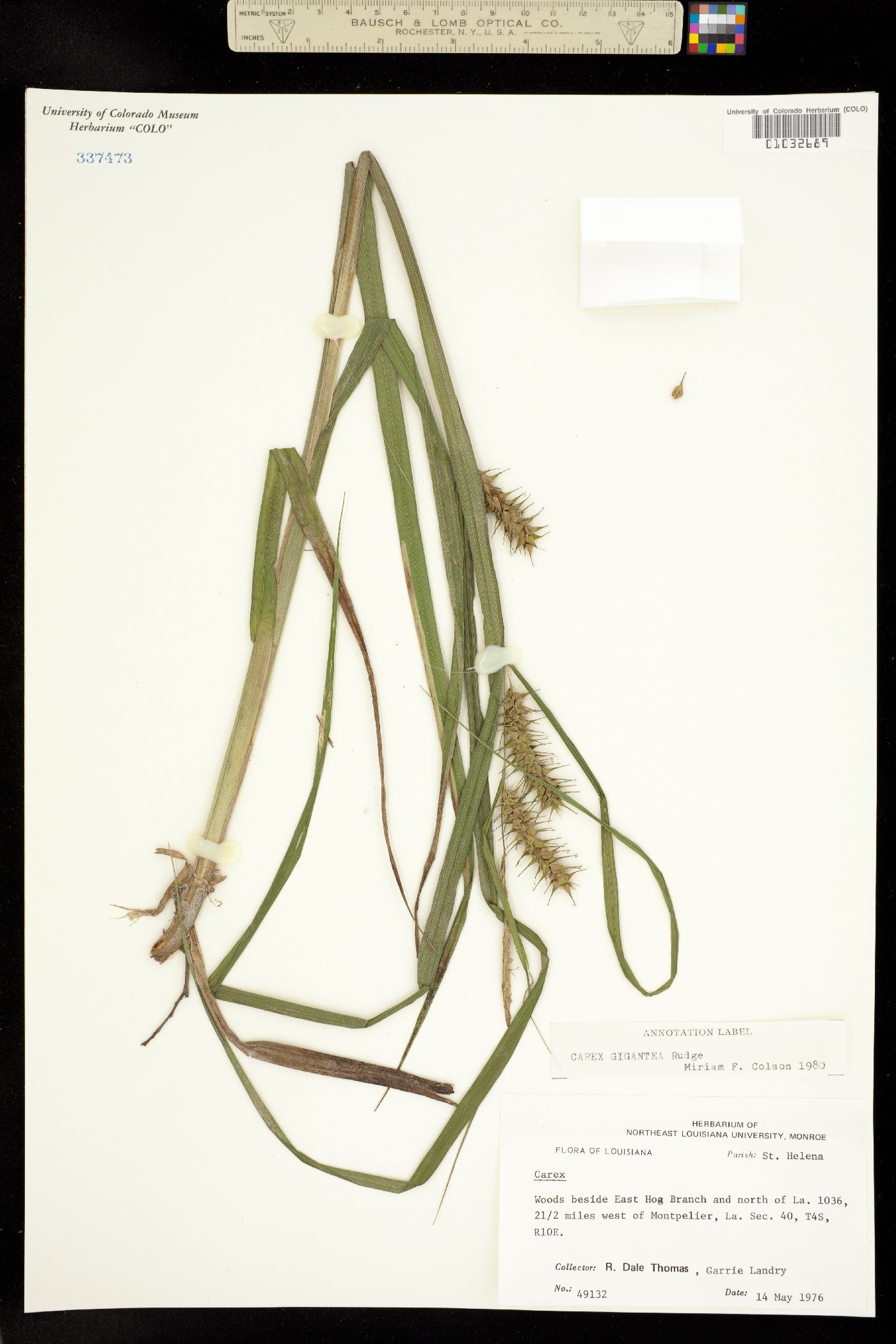 Carex gigantea image