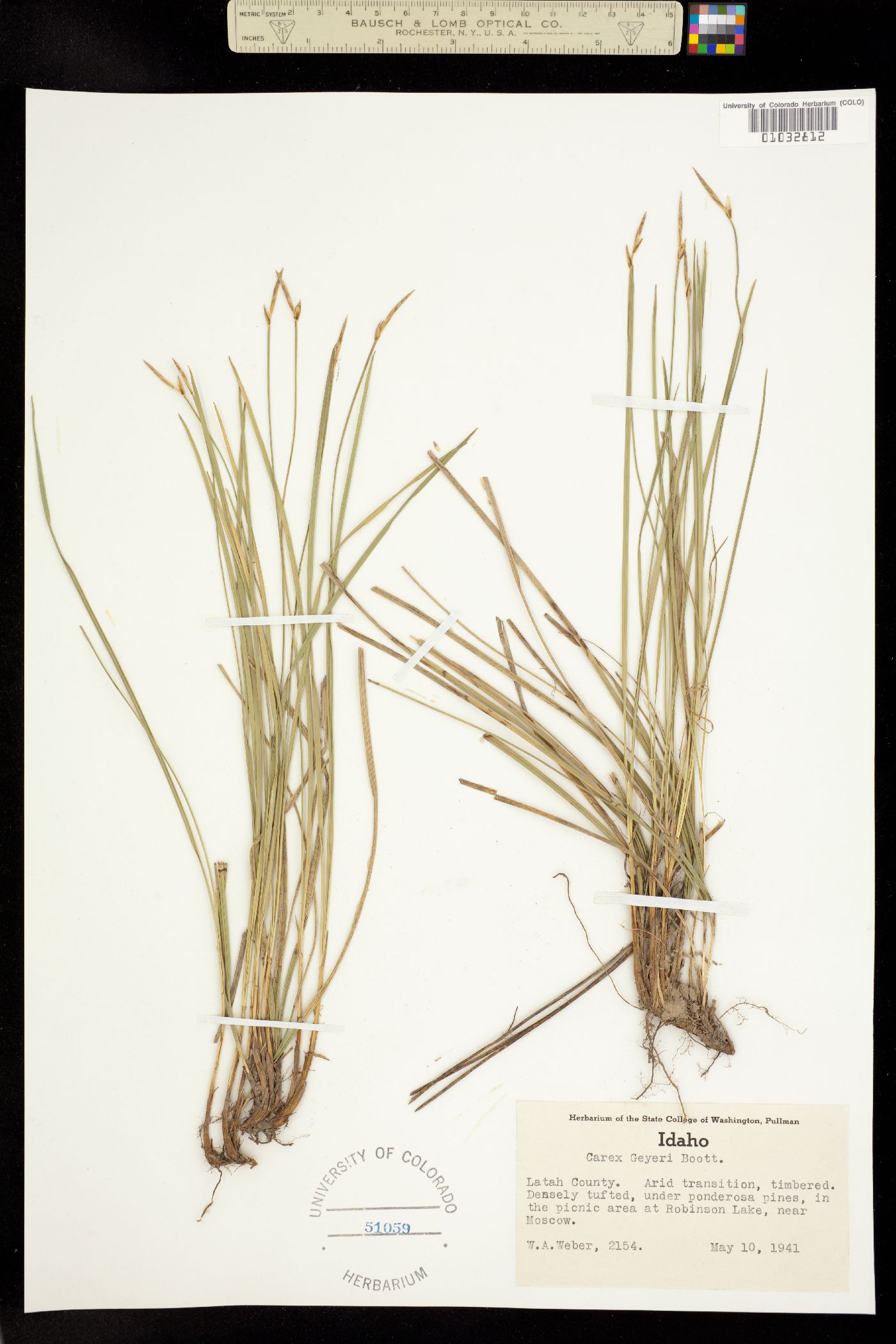 Carex geyeri image