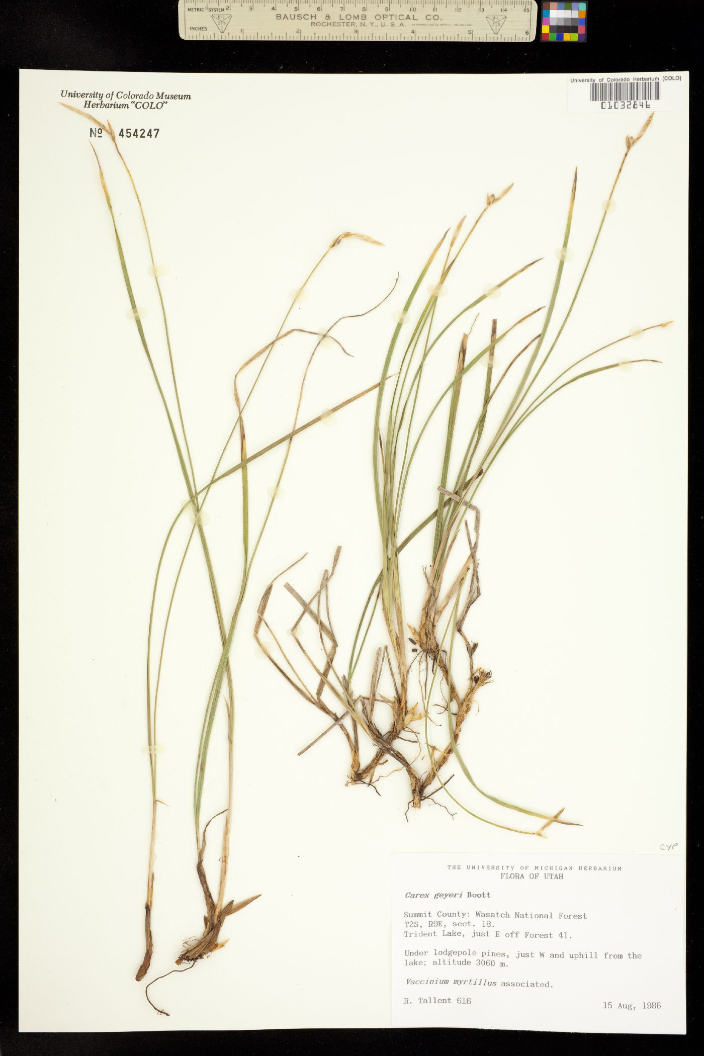 Carex geyeri image