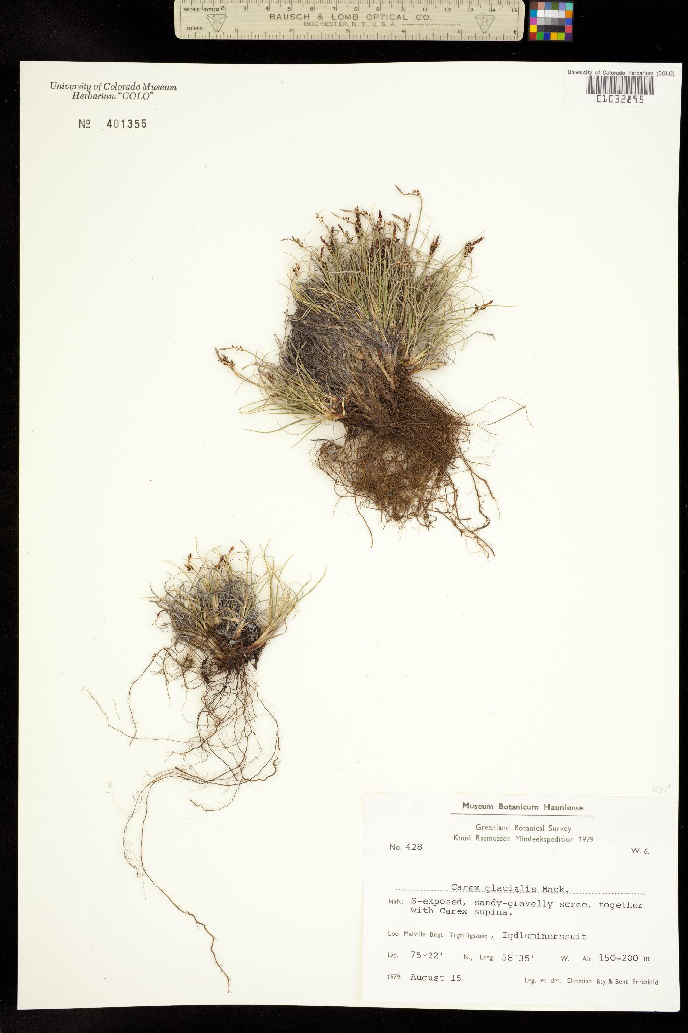 Carex glacialis image