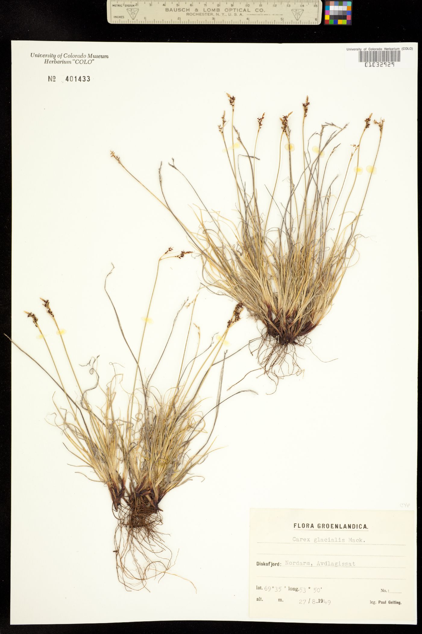 Carex glacialis image