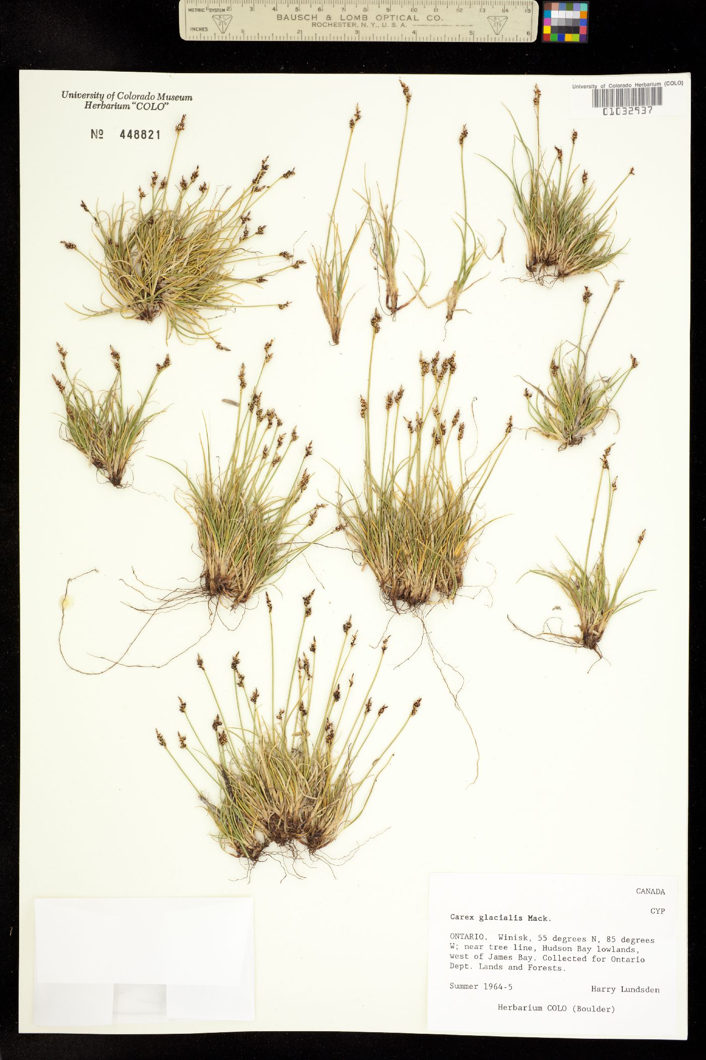 Carex glacialis image