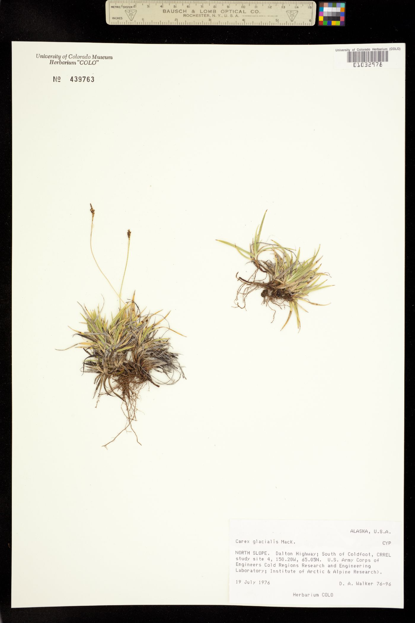 Carex glacialis image