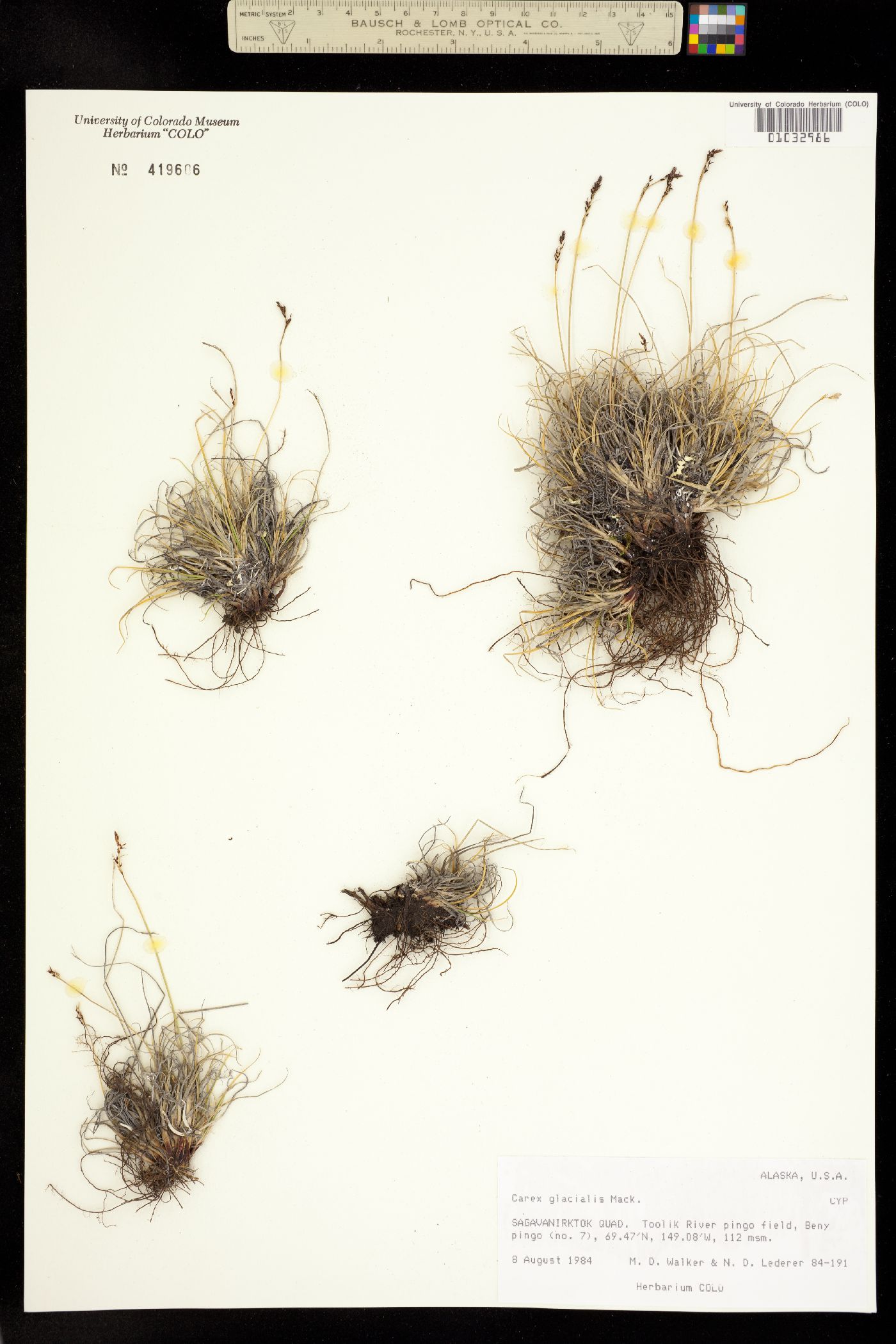 Carex glacialis image