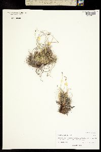 Carex glacialis image
