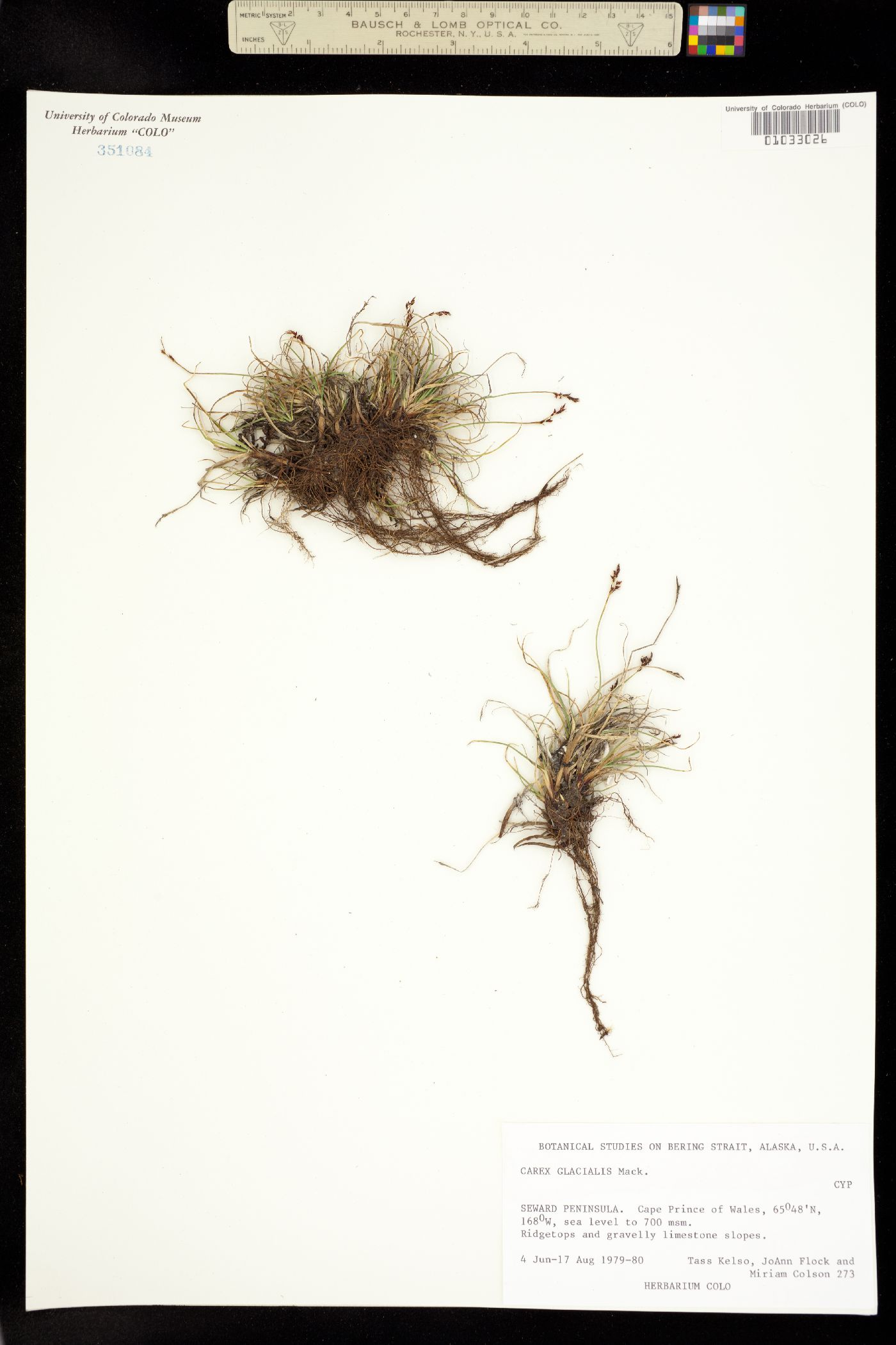 Carex glacialis image