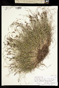 Image of Carex glacialis