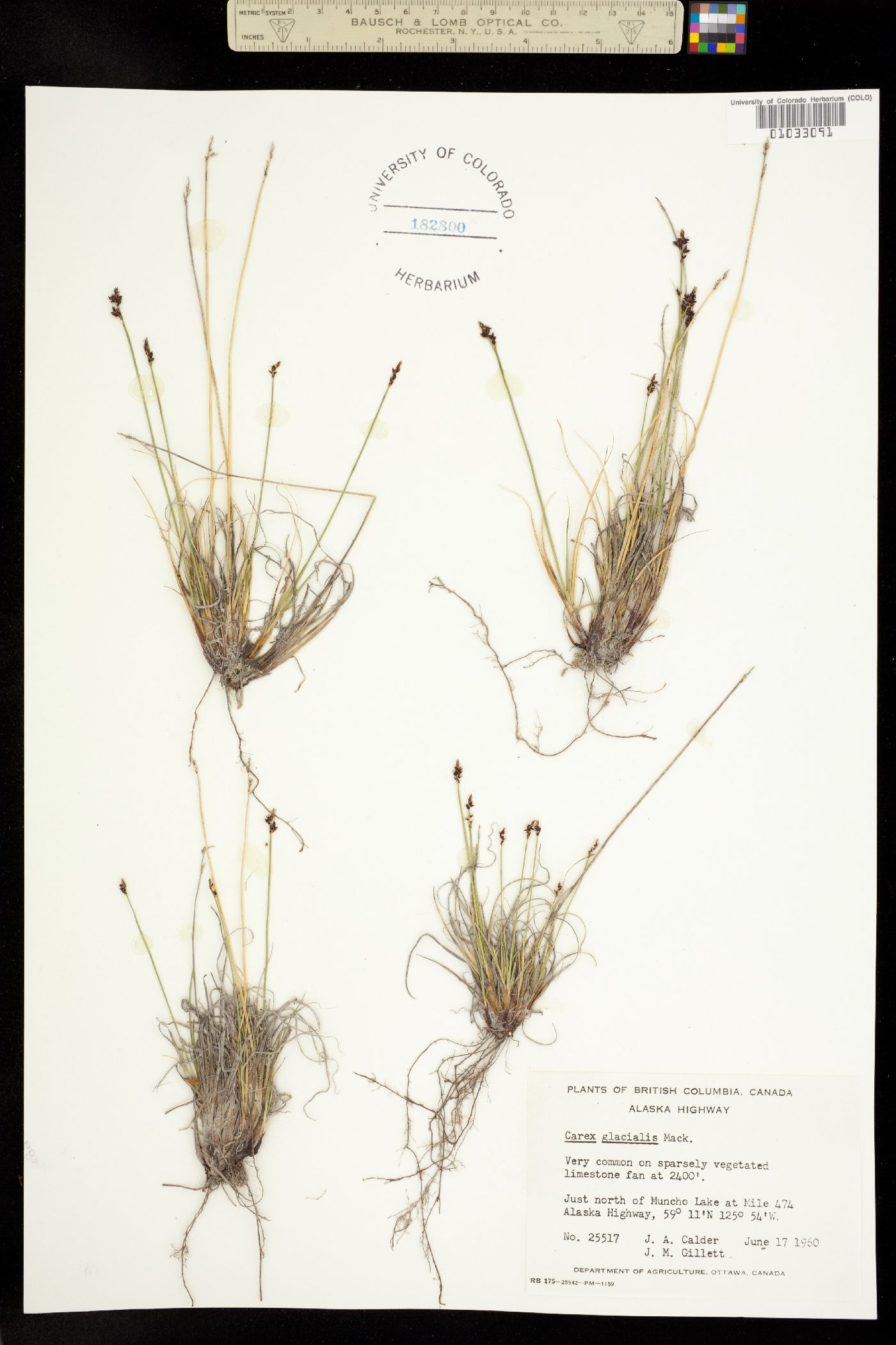 Carex glacialis image