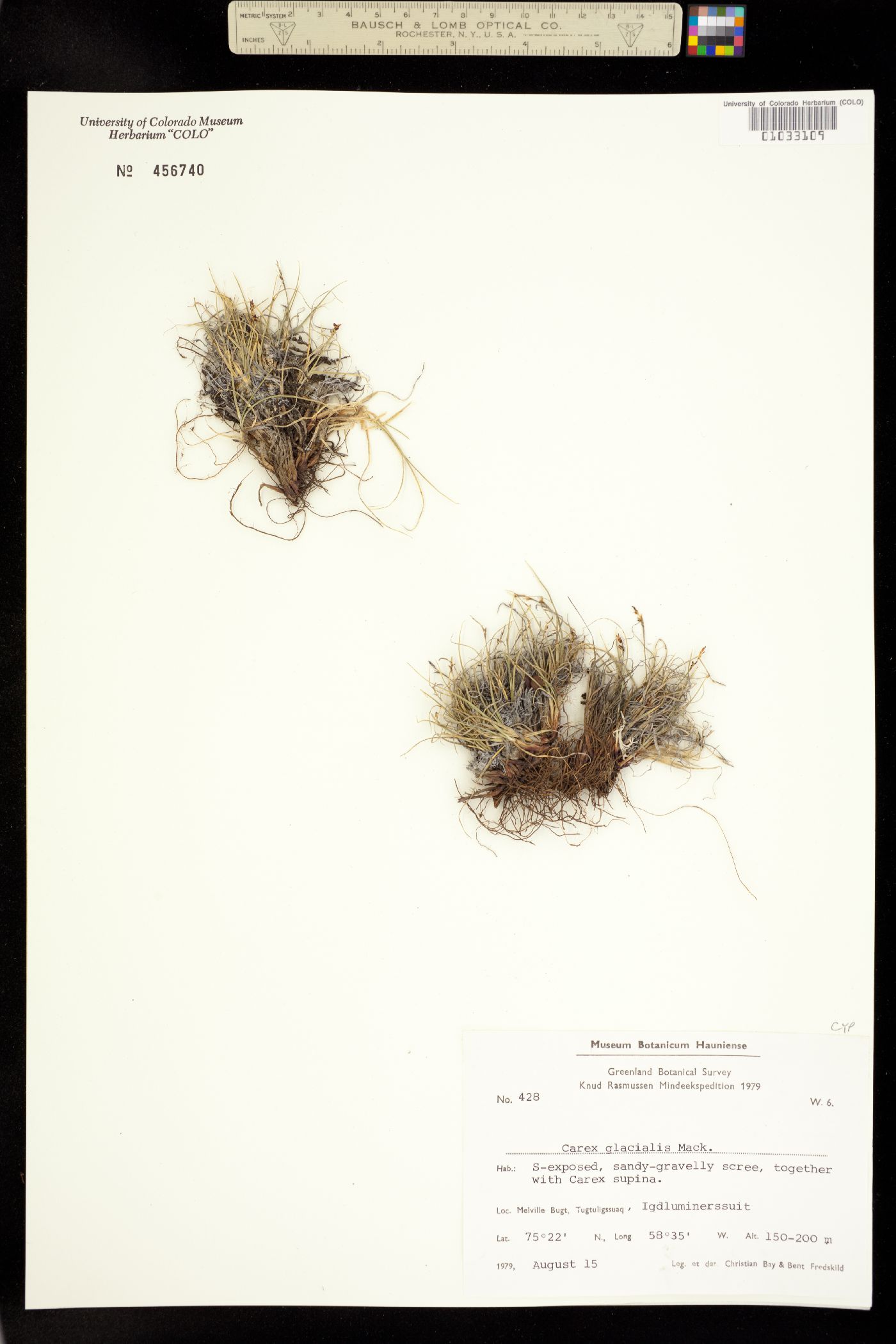 Carex glacialis image