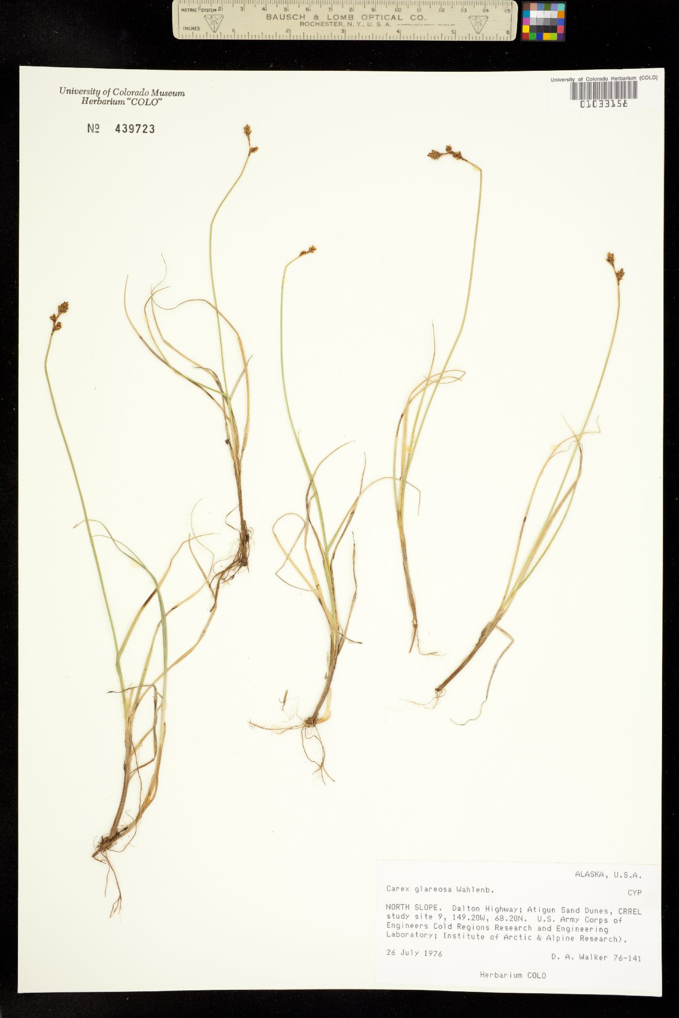 Carex glareosa image