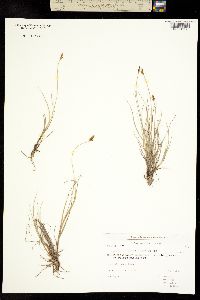 Carex glareosa image