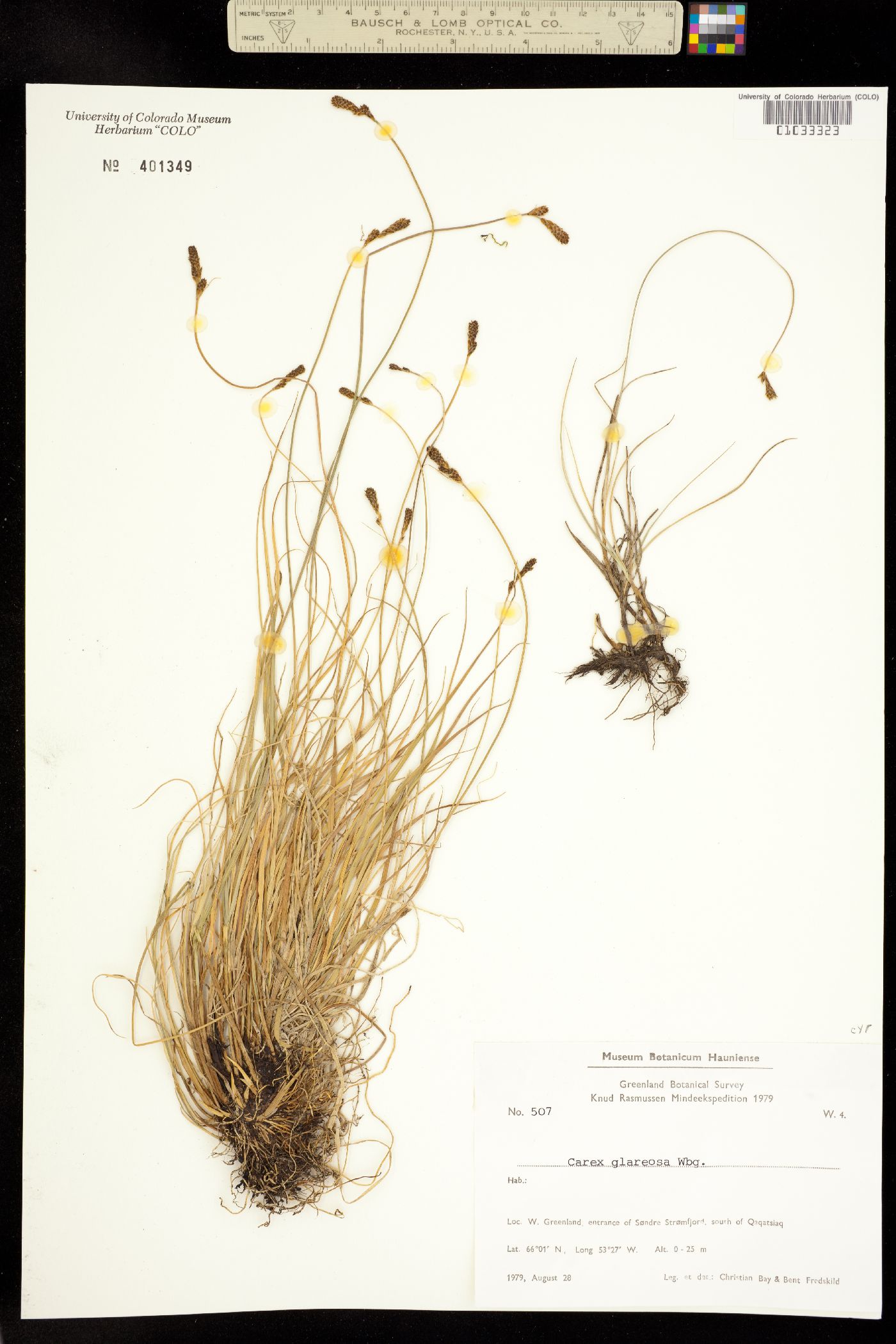 Carex glareosa image