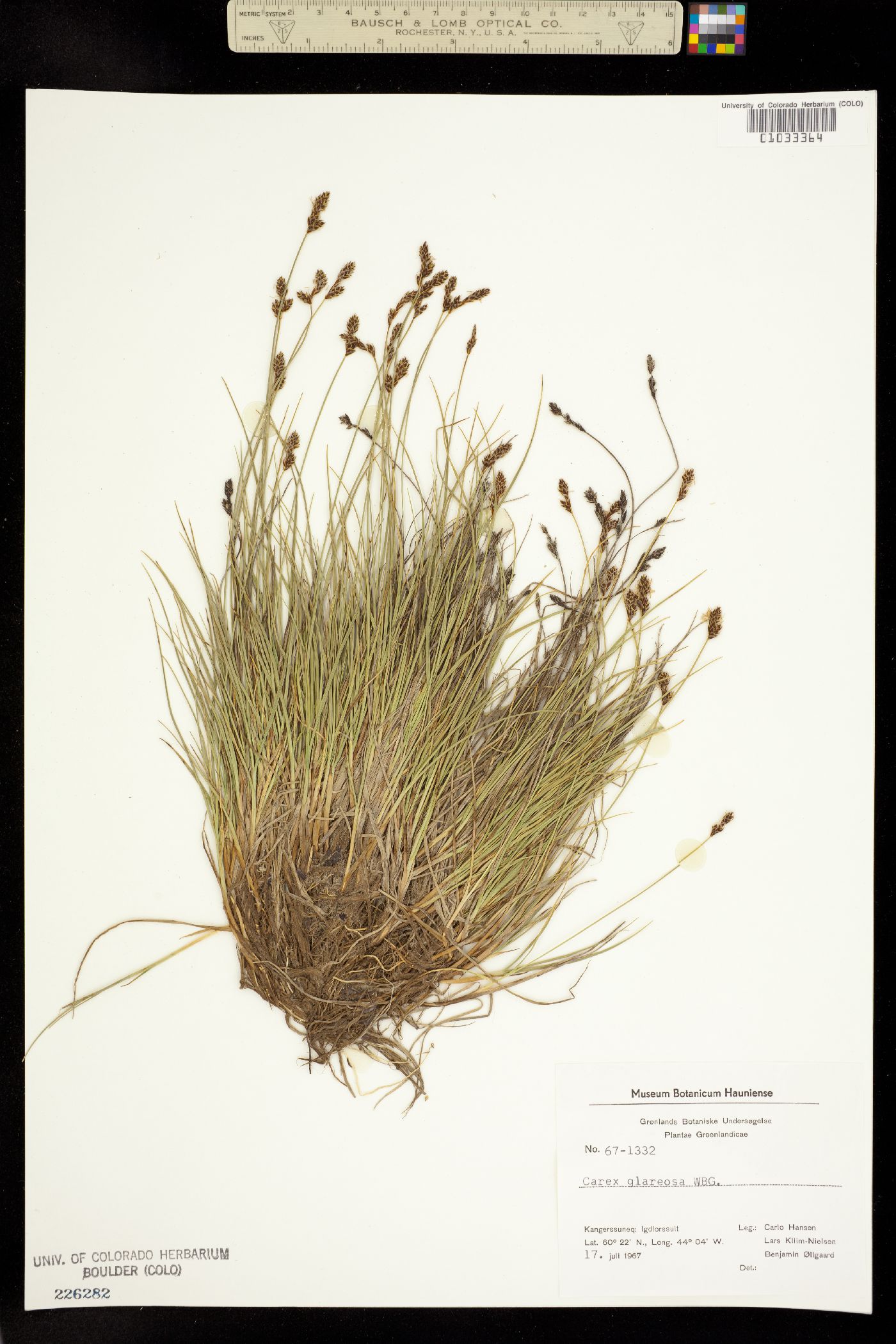 Carex glareosa image