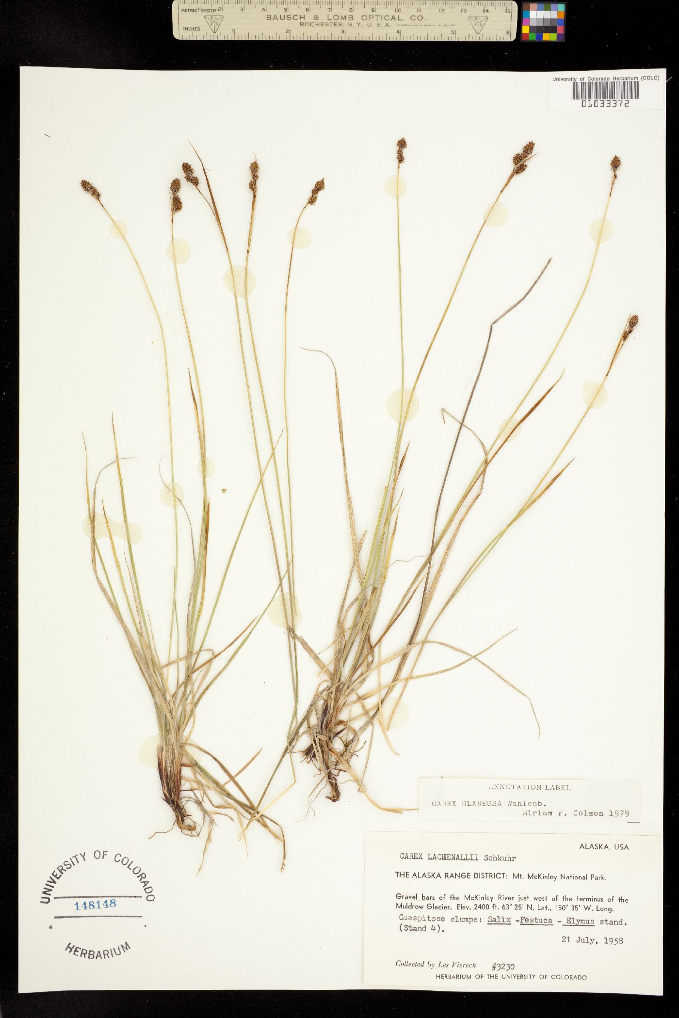 Carex glareosa image