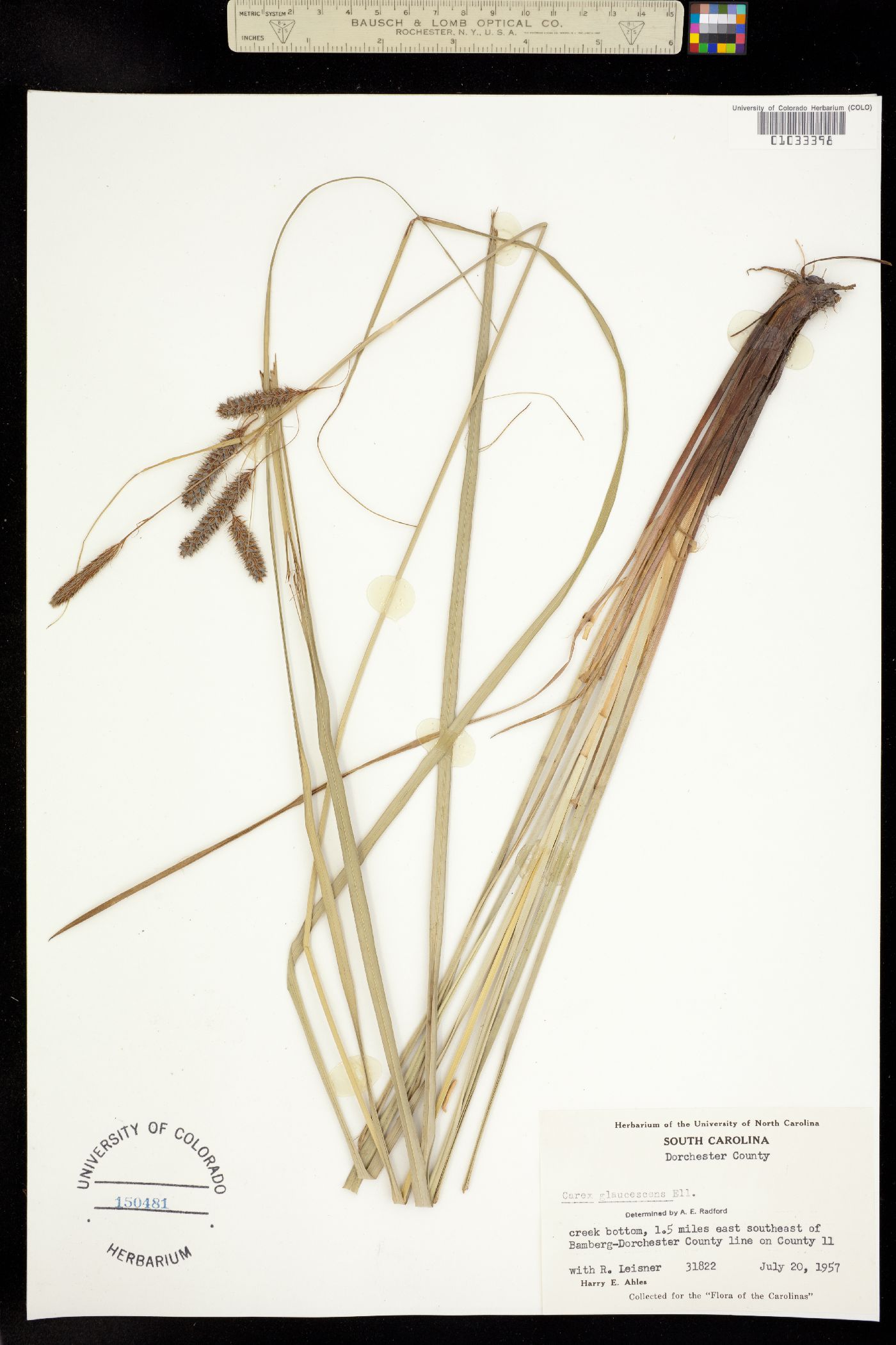 Carex glaucescens image