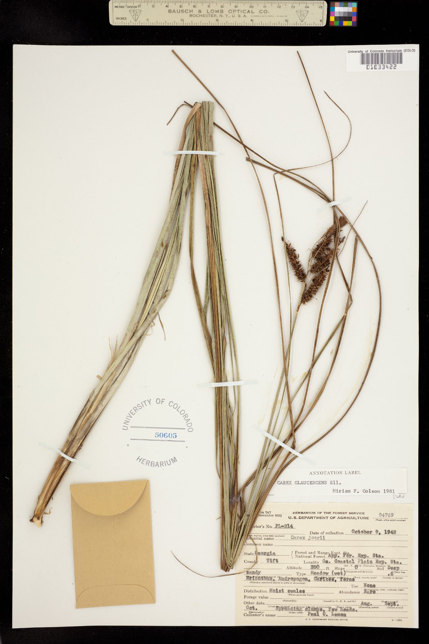 Carex glaucescens image