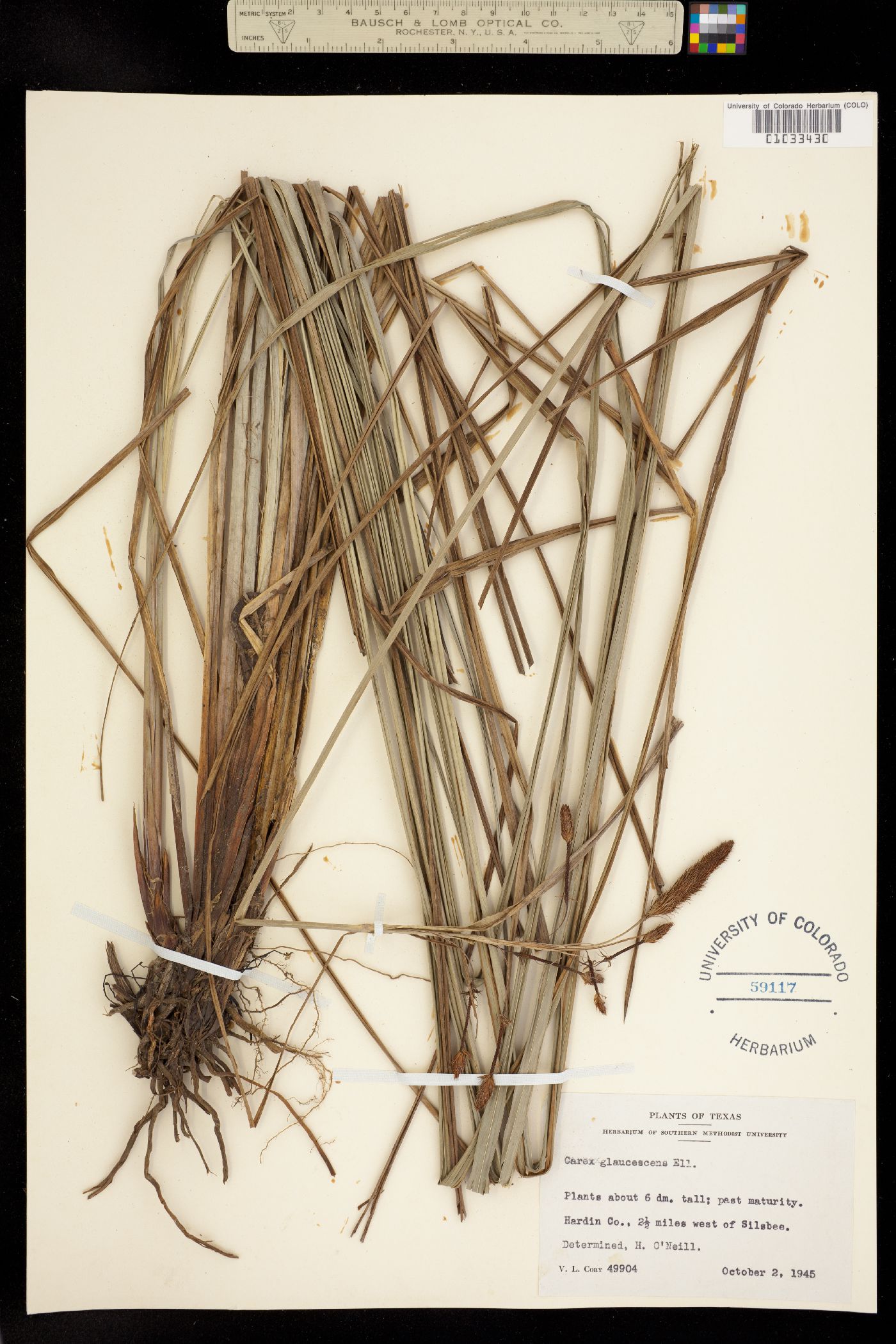 Carex glaucescens image