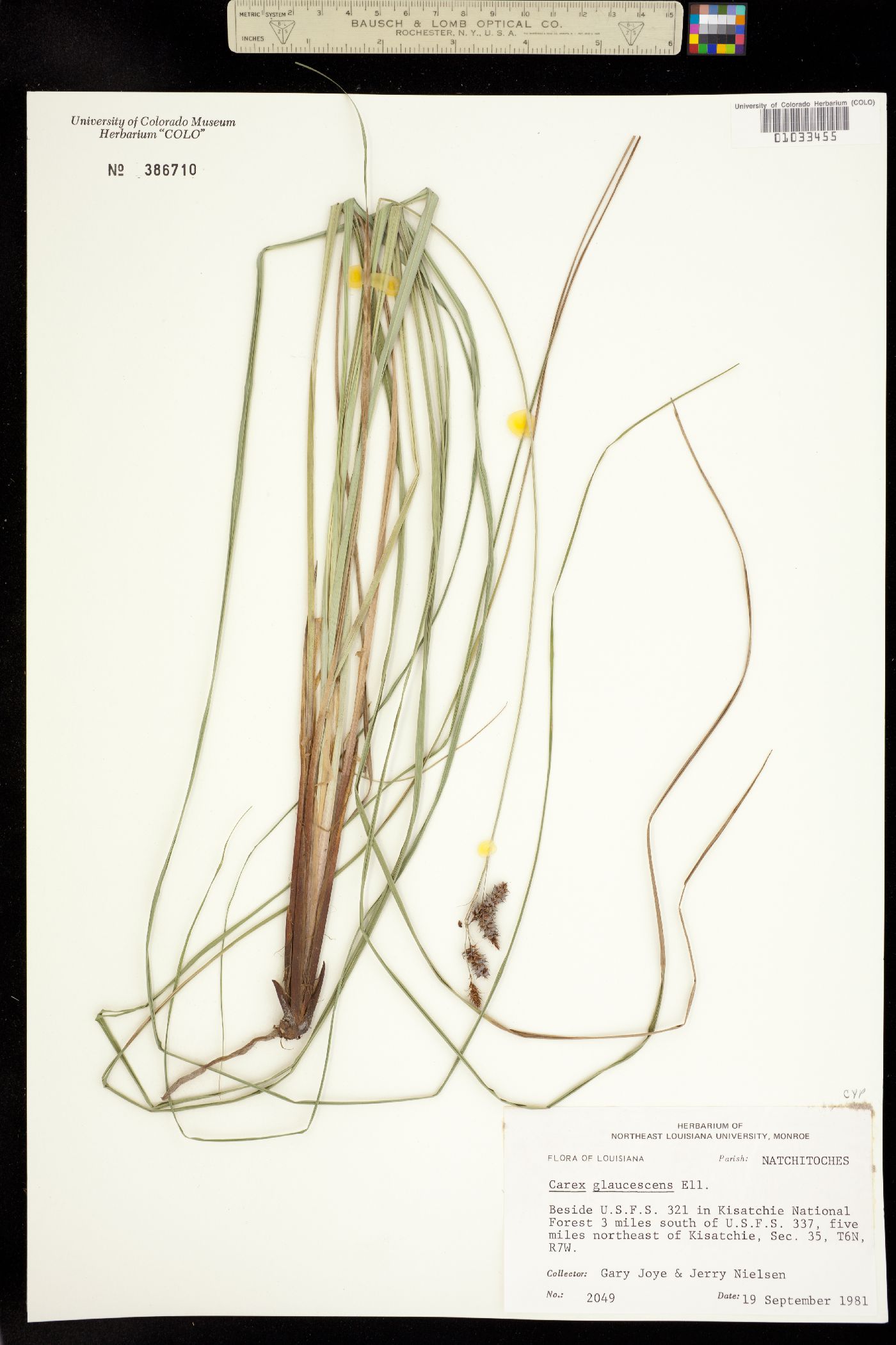 Carex glaucescens image