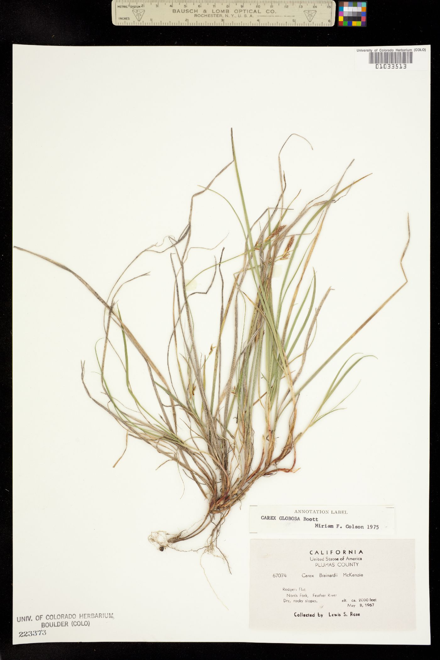 Carex globosa image