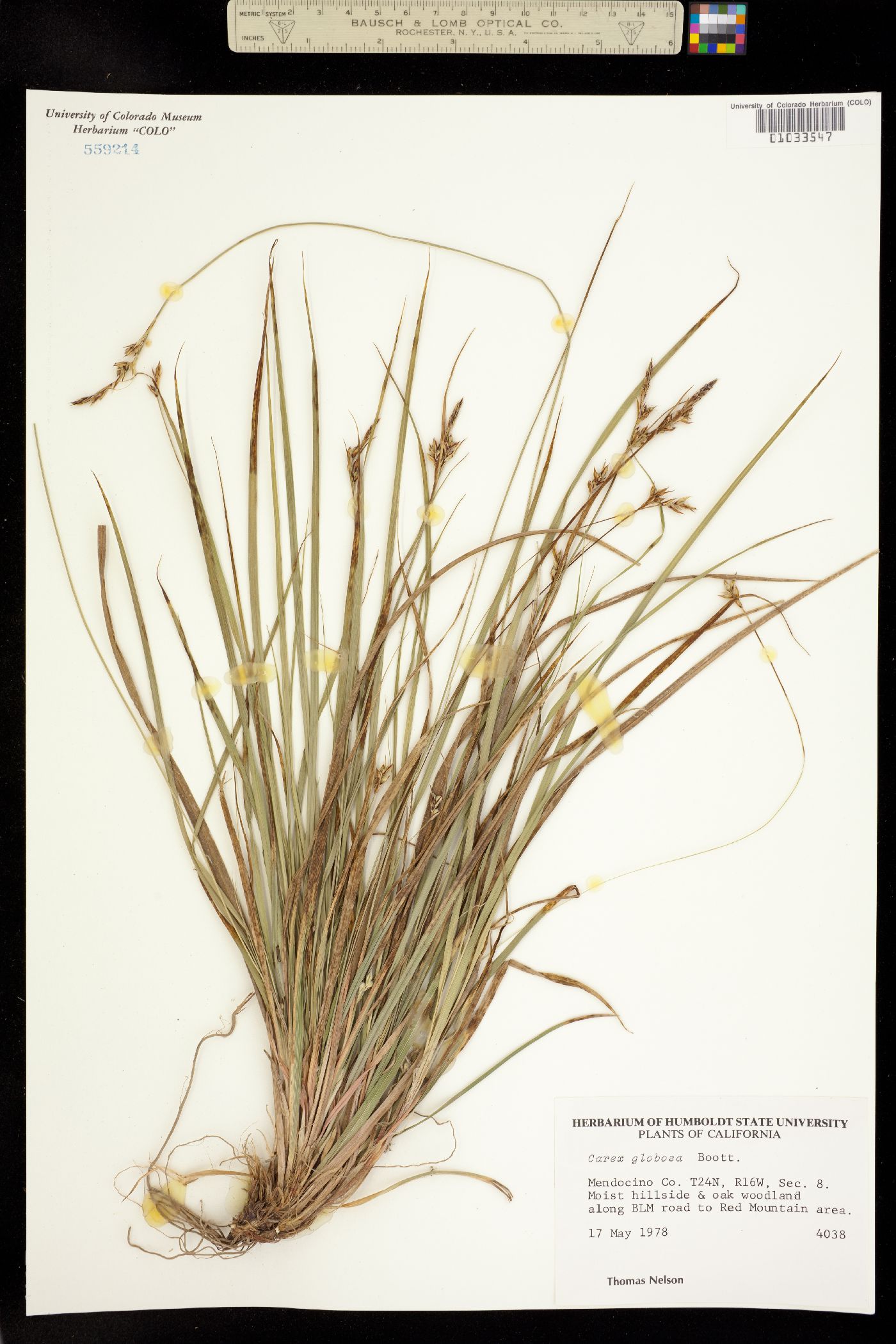 Carex globosa image
