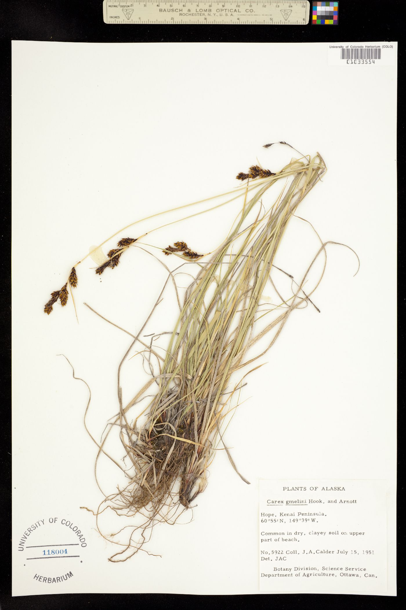 Carex gmelinii image