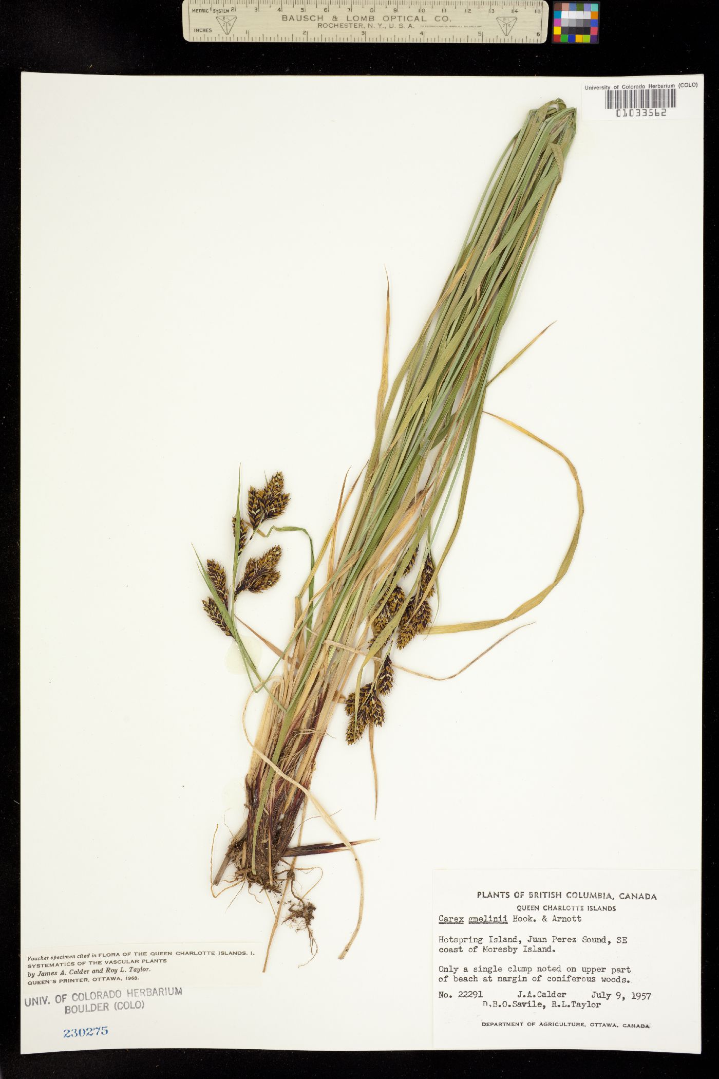 Carex gmelinii image