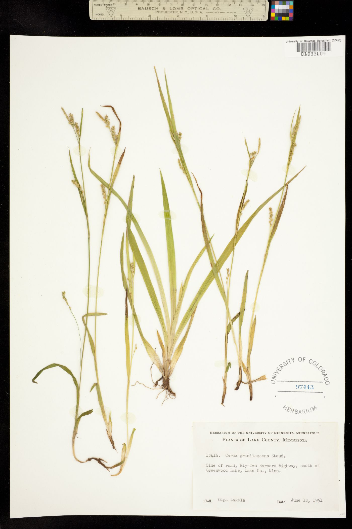 Carex gracilescens image