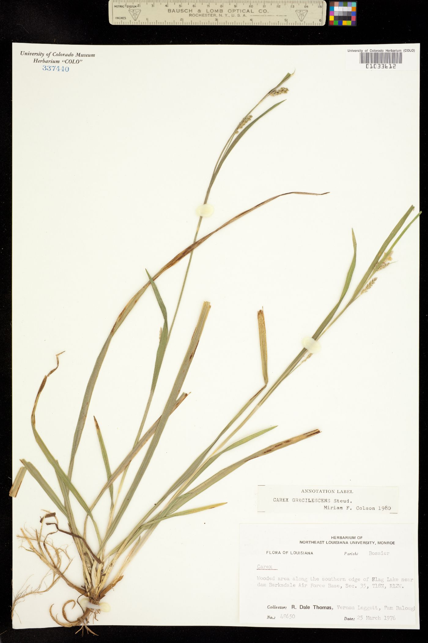 Carex gracilescens image