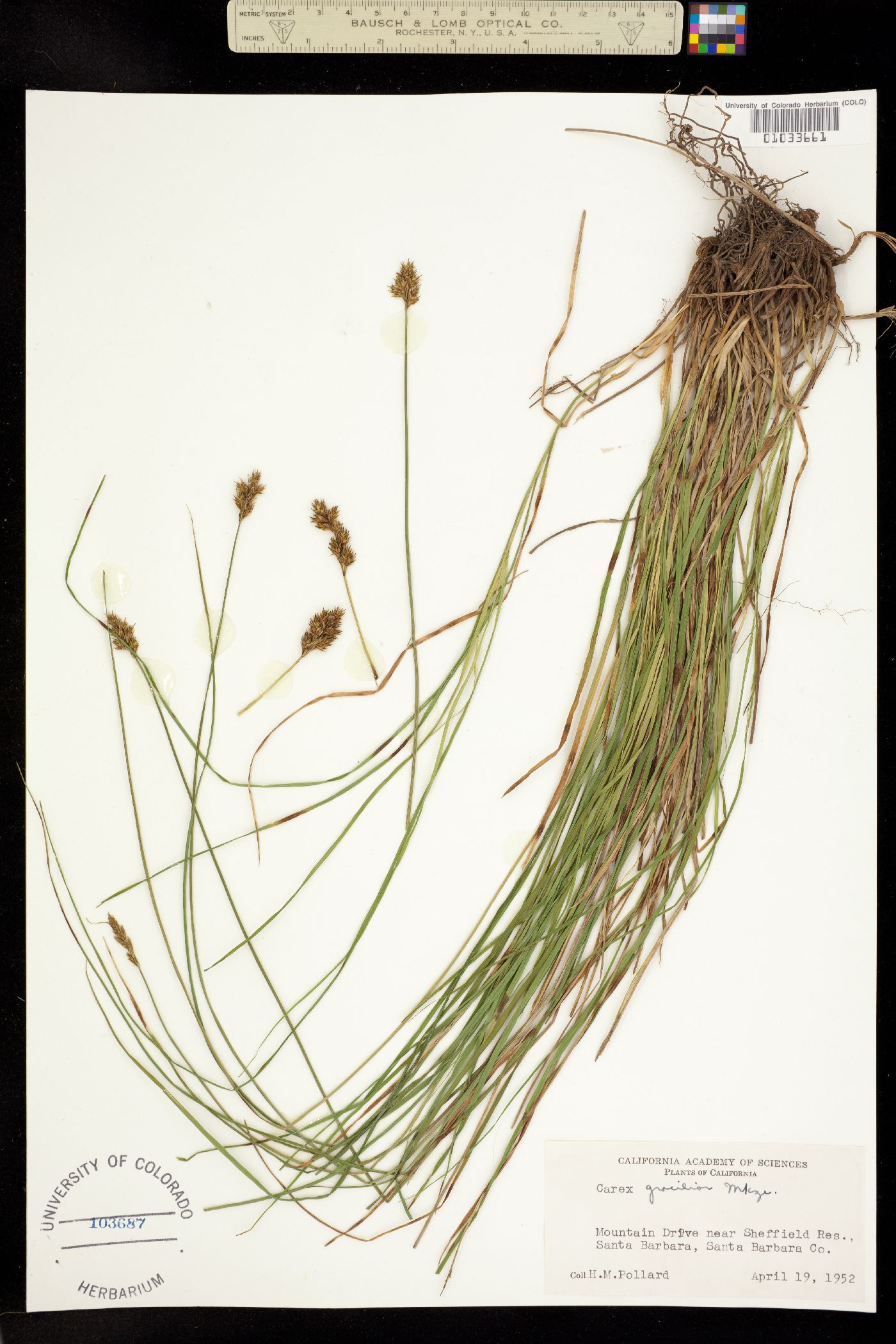 Carex gracilior image