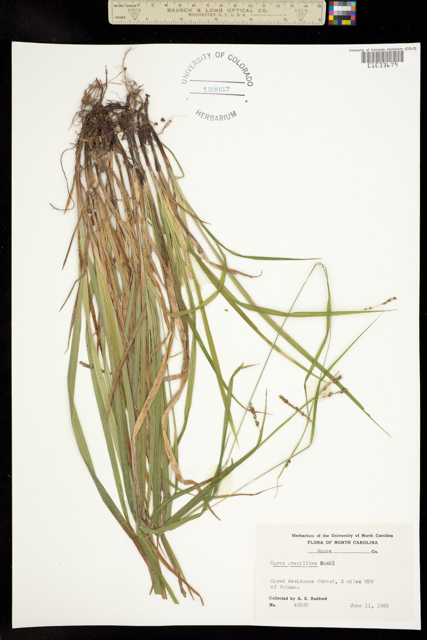 Carex gracillima image