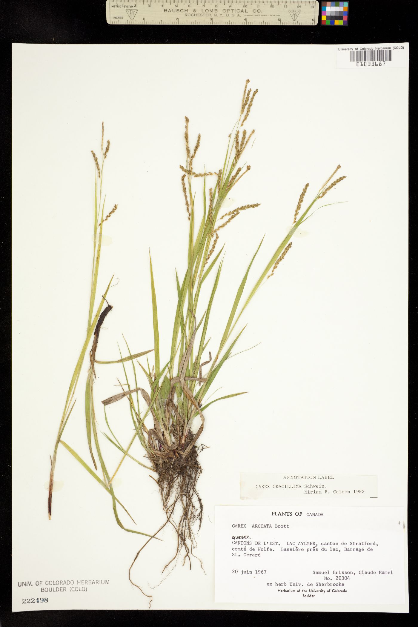 Carex gracillima image